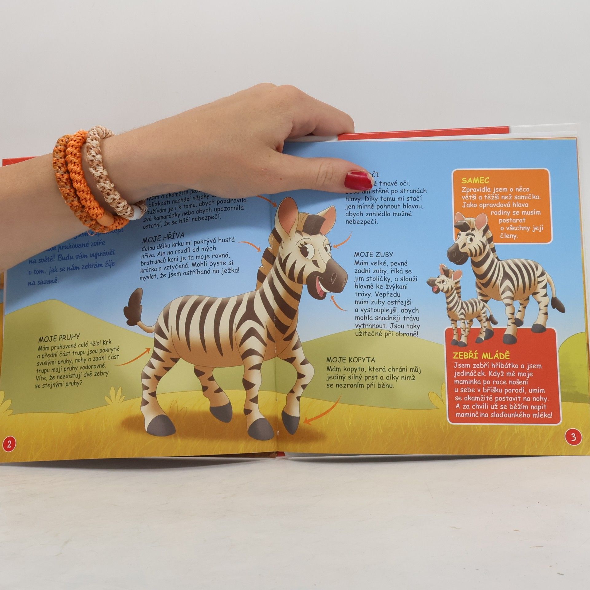 Kolektiv autorů Bydlím v savaně 5. Zebra
