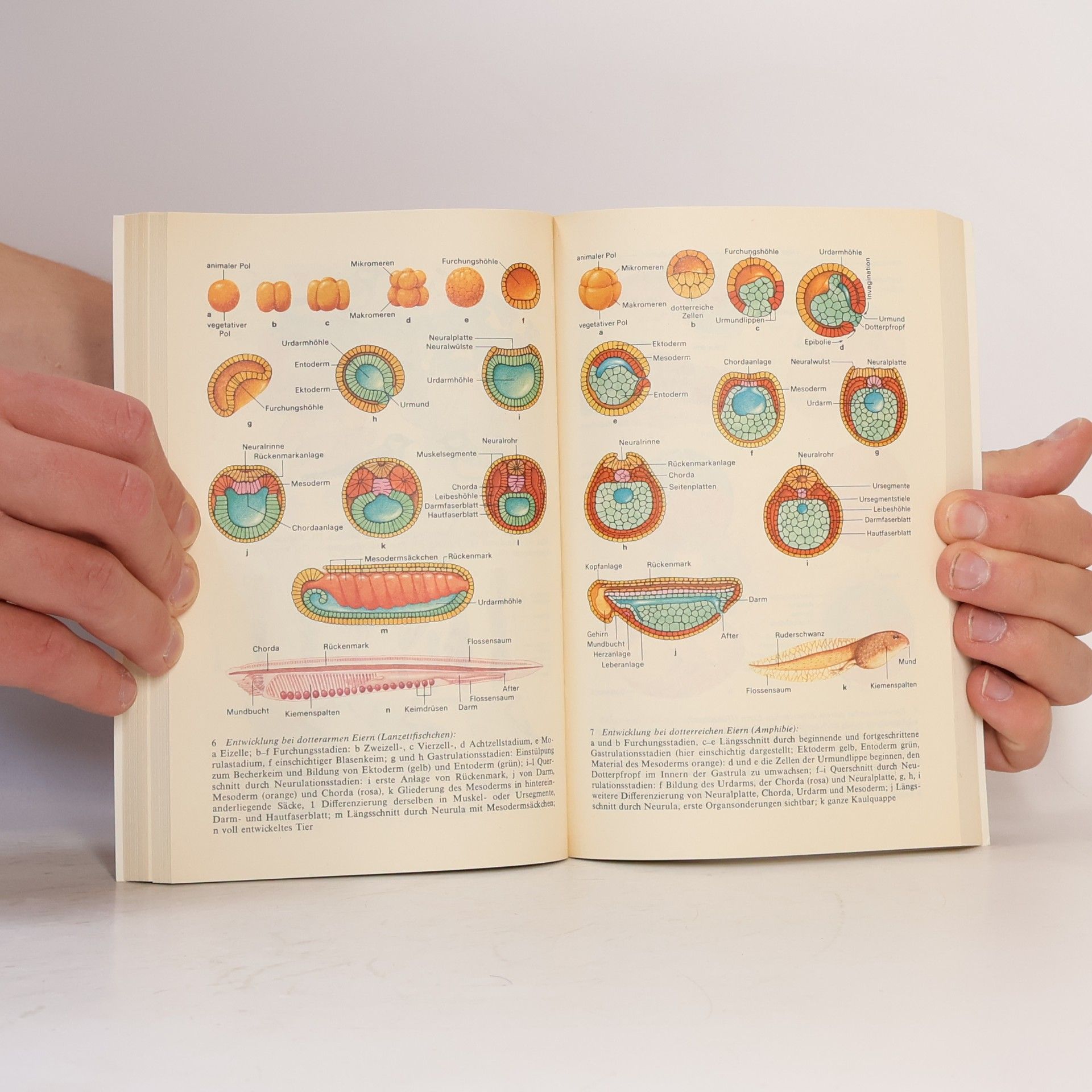 Collectif d'auteurs Abitur Wissen. Biologie
