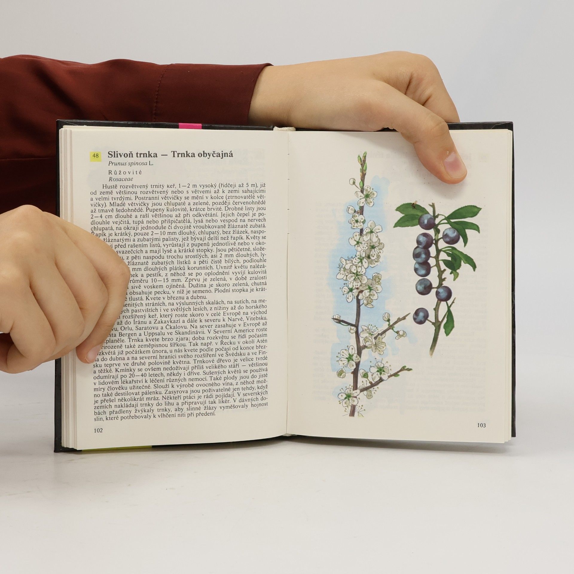 Albert Pilát Kapesní atlas rostlin
