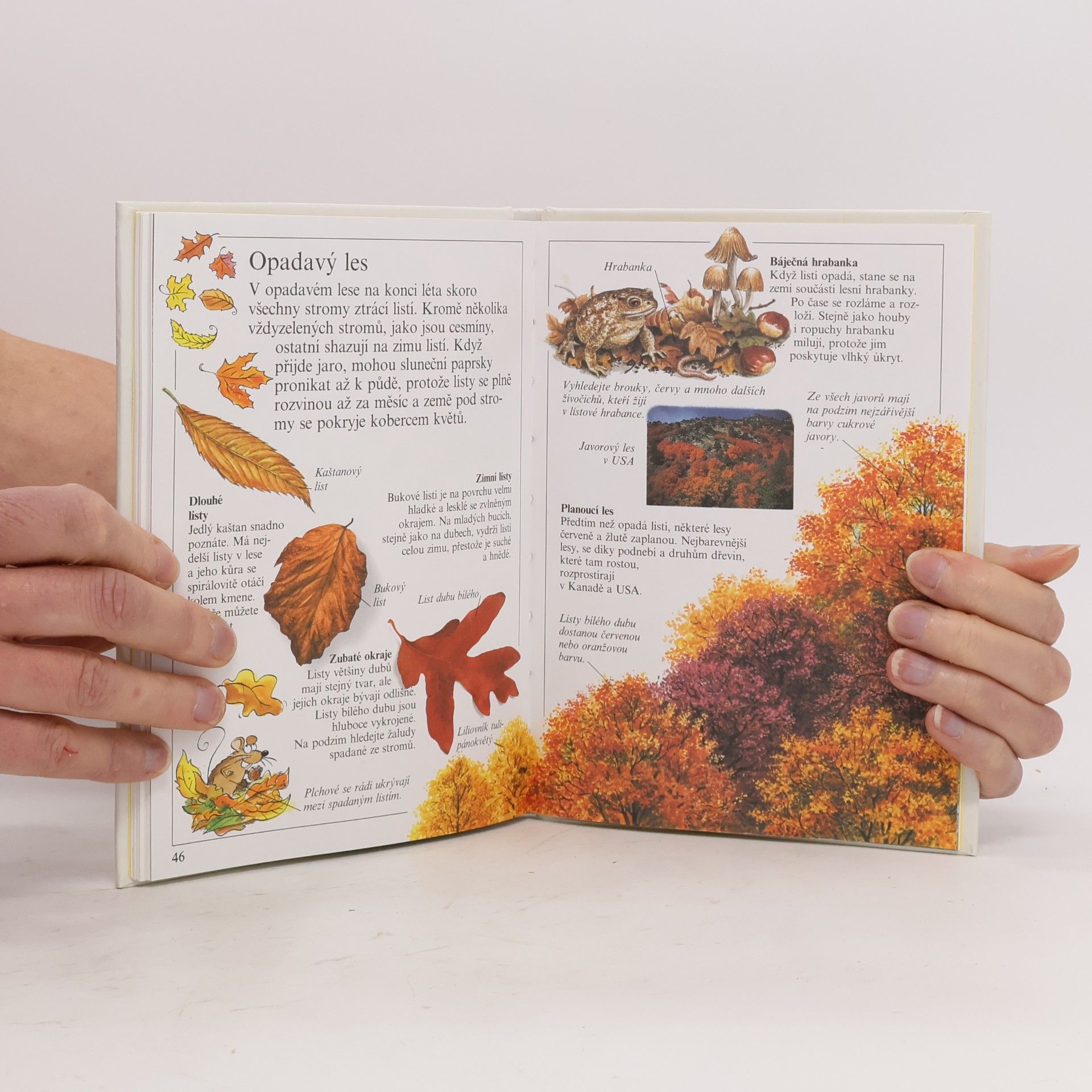 Autores varios Stromy