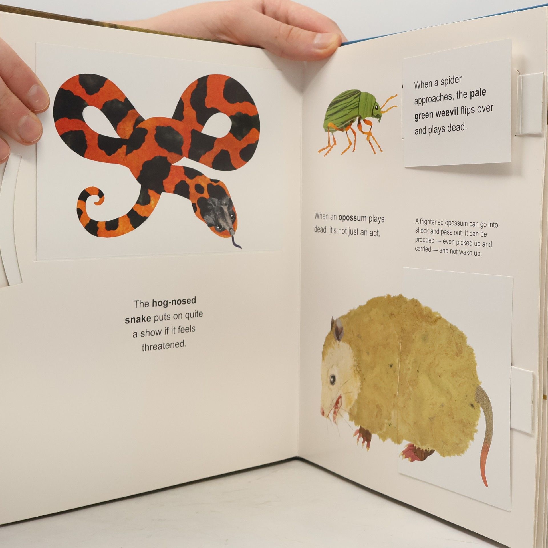 Steve Jenkins Animals Upside Down: A Pull, Pop, Lift & Learn Book!
