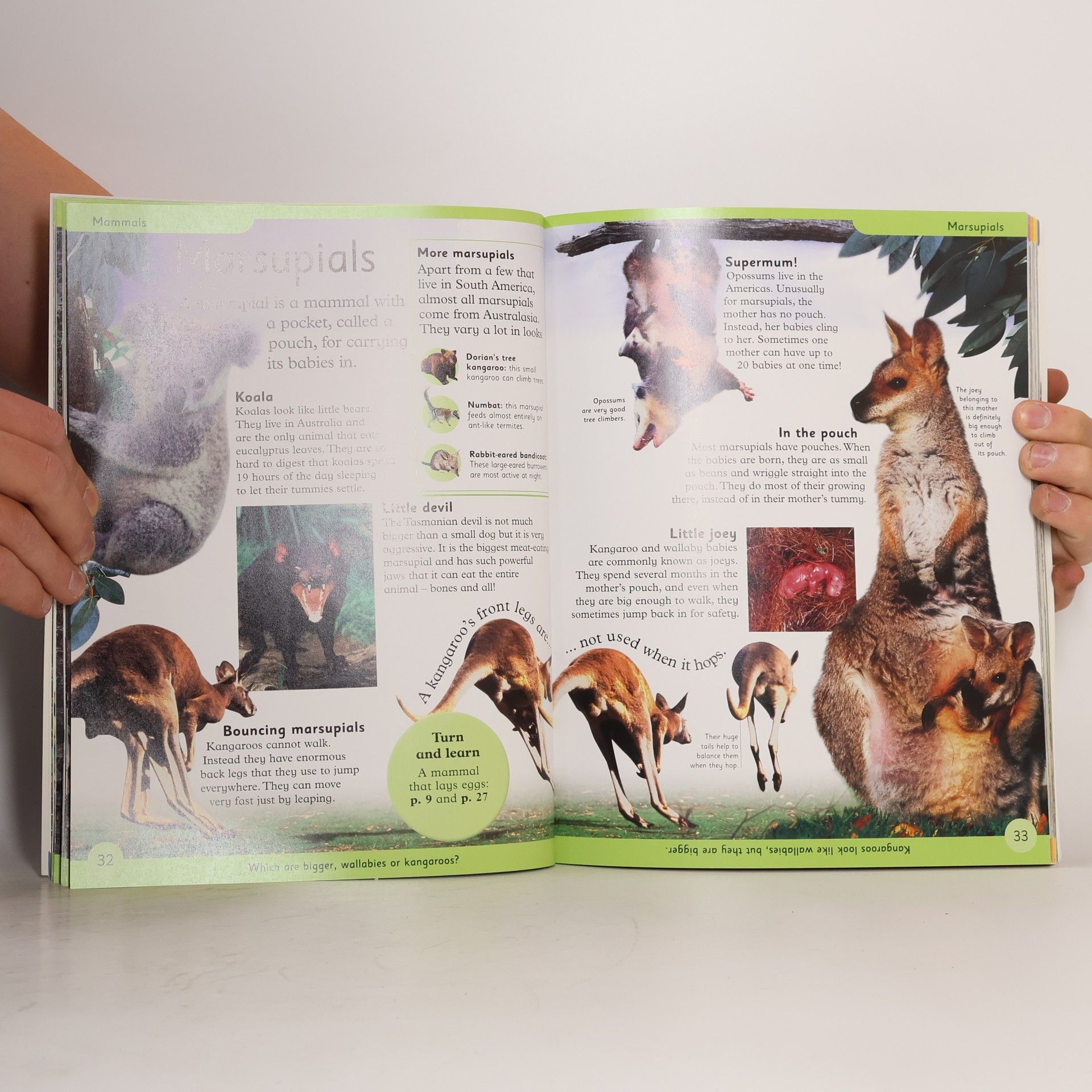 Autores varios First Animal Encyclopedia