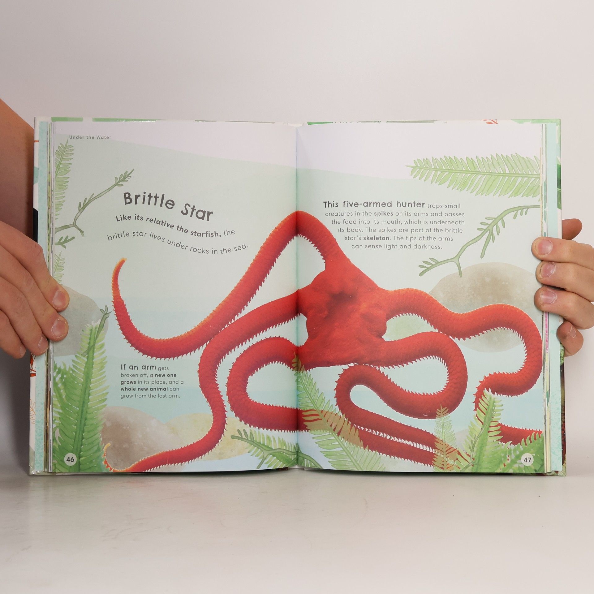 Dorling Kindersley Animals Up Close