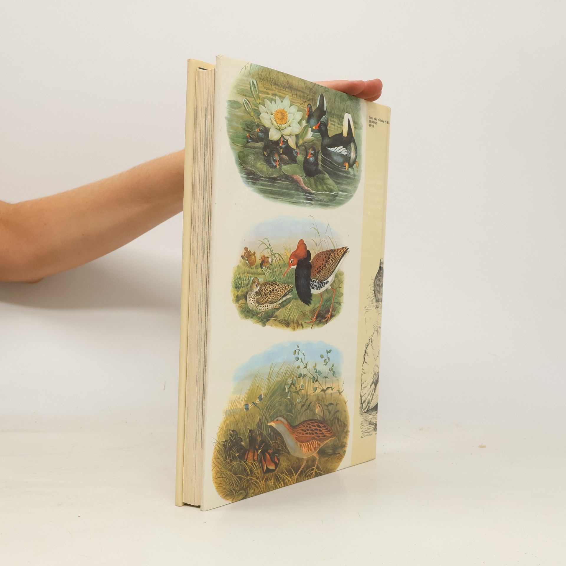 Charles Darwin Darwinův původ druhů v ilustracích