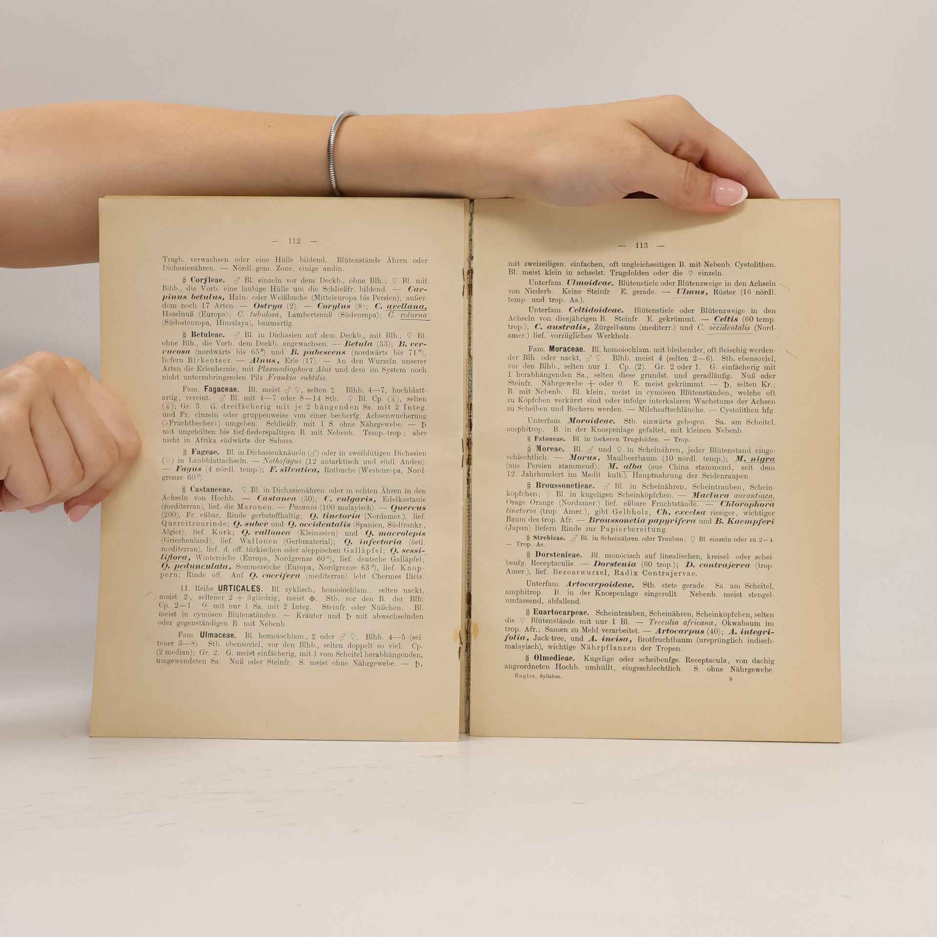 Adolf Engler Syllabus der Pflanzenfamilien