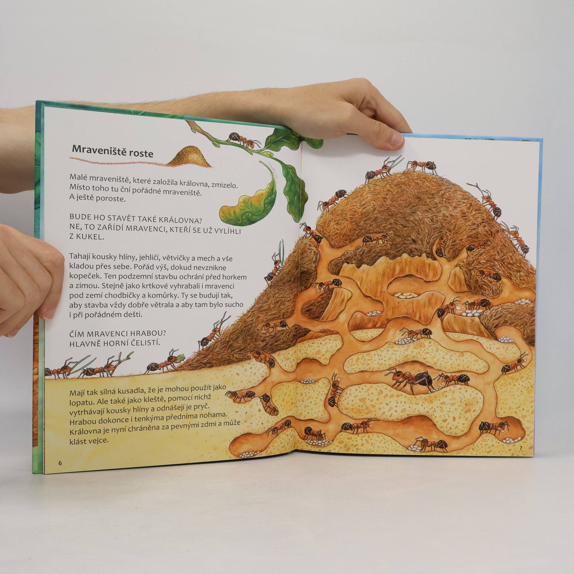 Friederun Reichenstetter Mravenci. Jak vyrůstají a žijí?