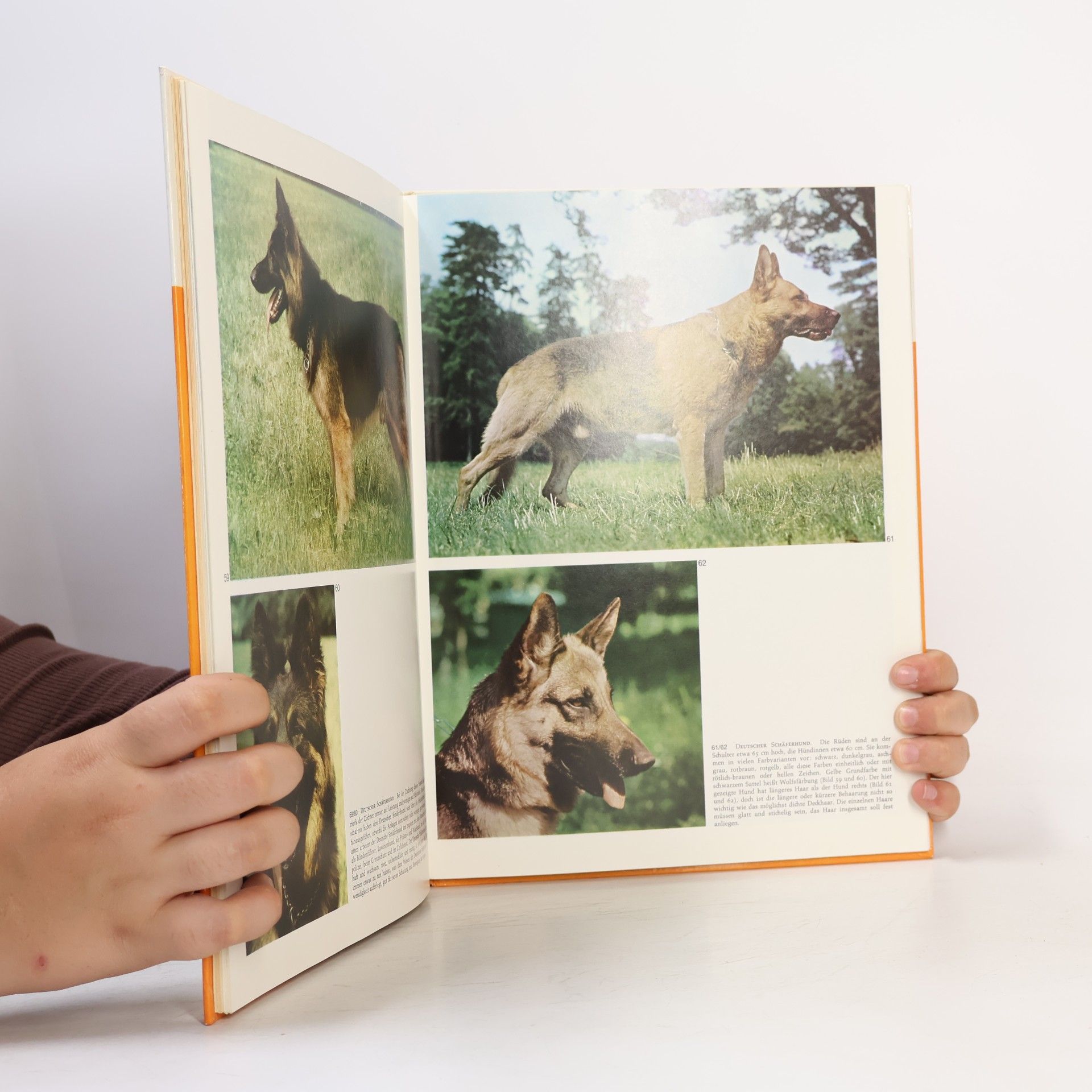 Autorenkollektiv Hunde