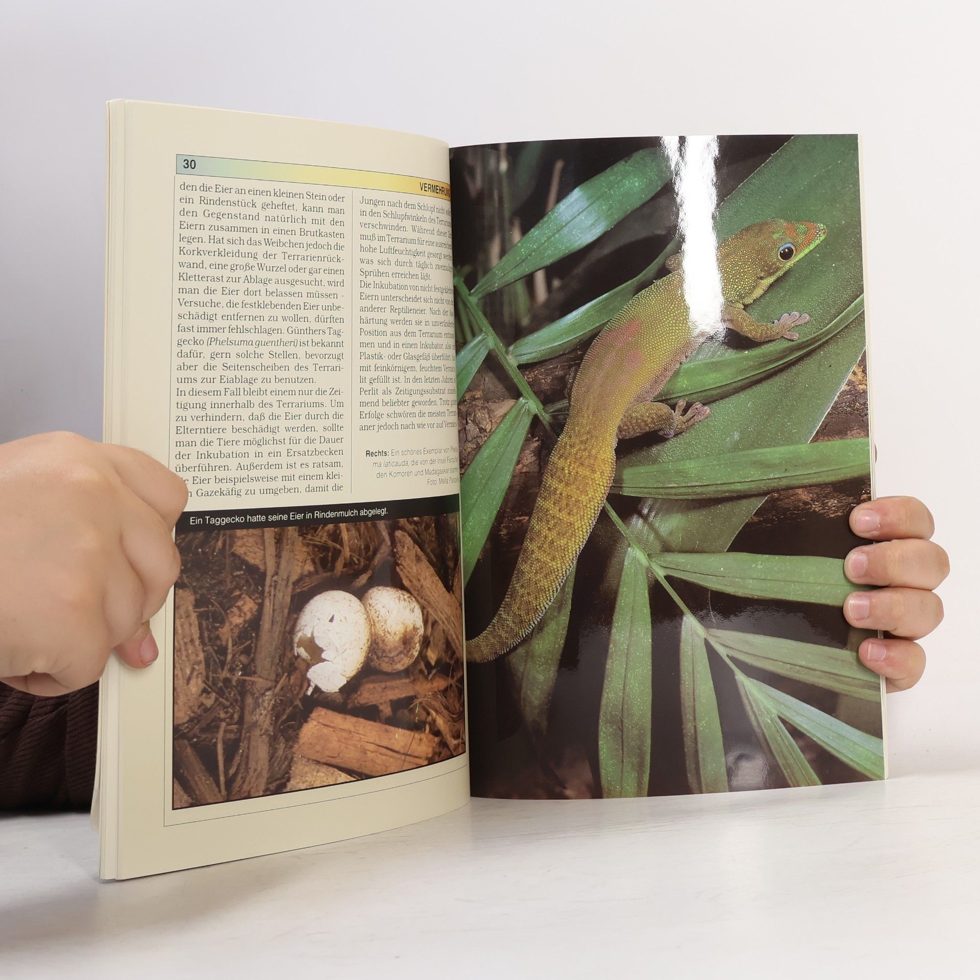 Eric M. Rundquist Taggeckos im Terrarium