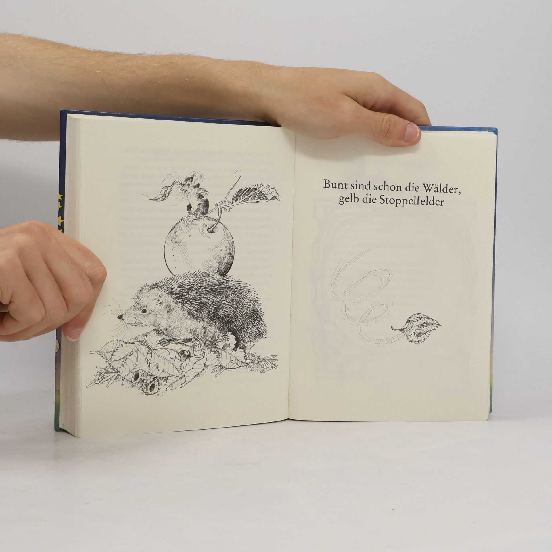 Margot Litten Leselöwen Betthupferlbuch