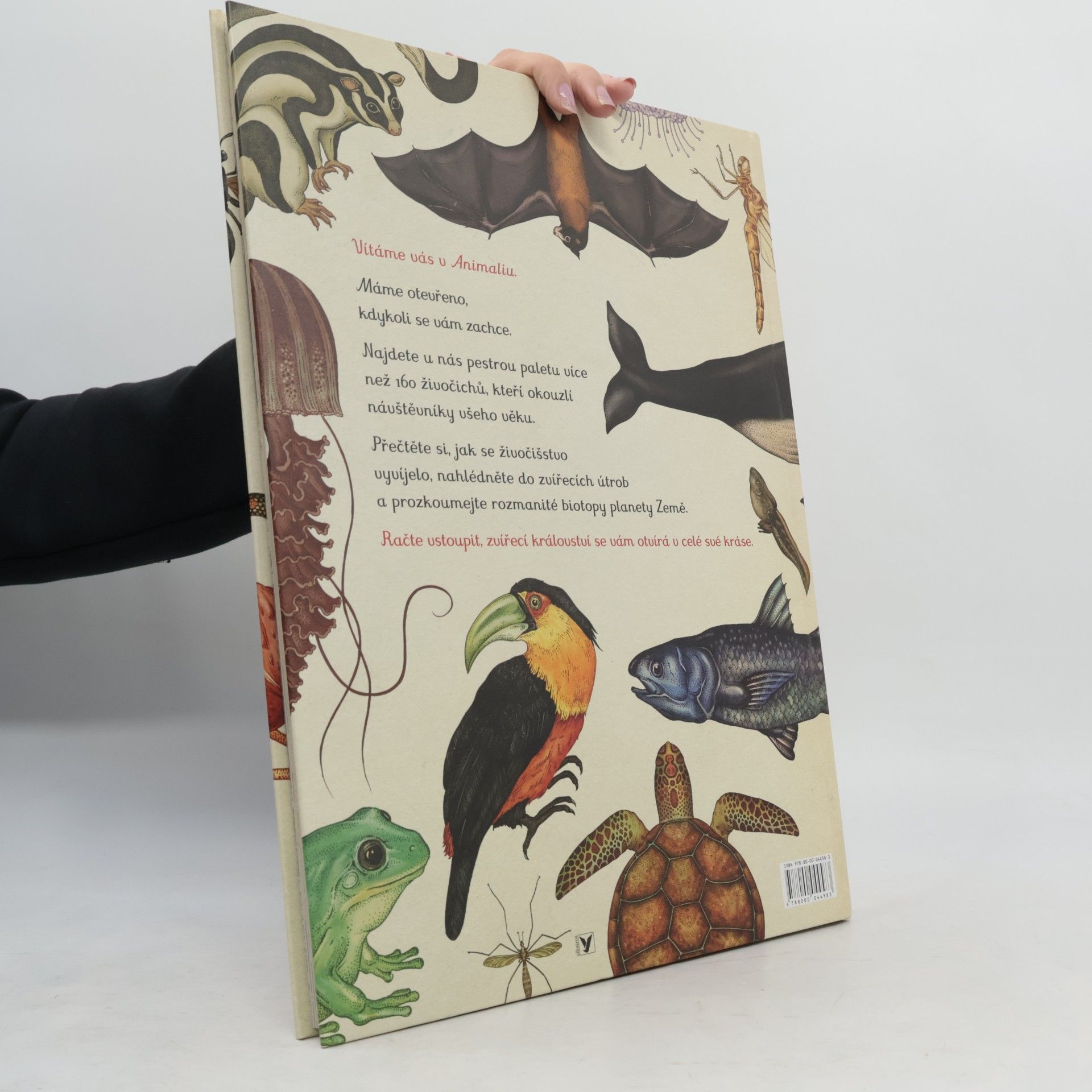 Katie Scott Animalium