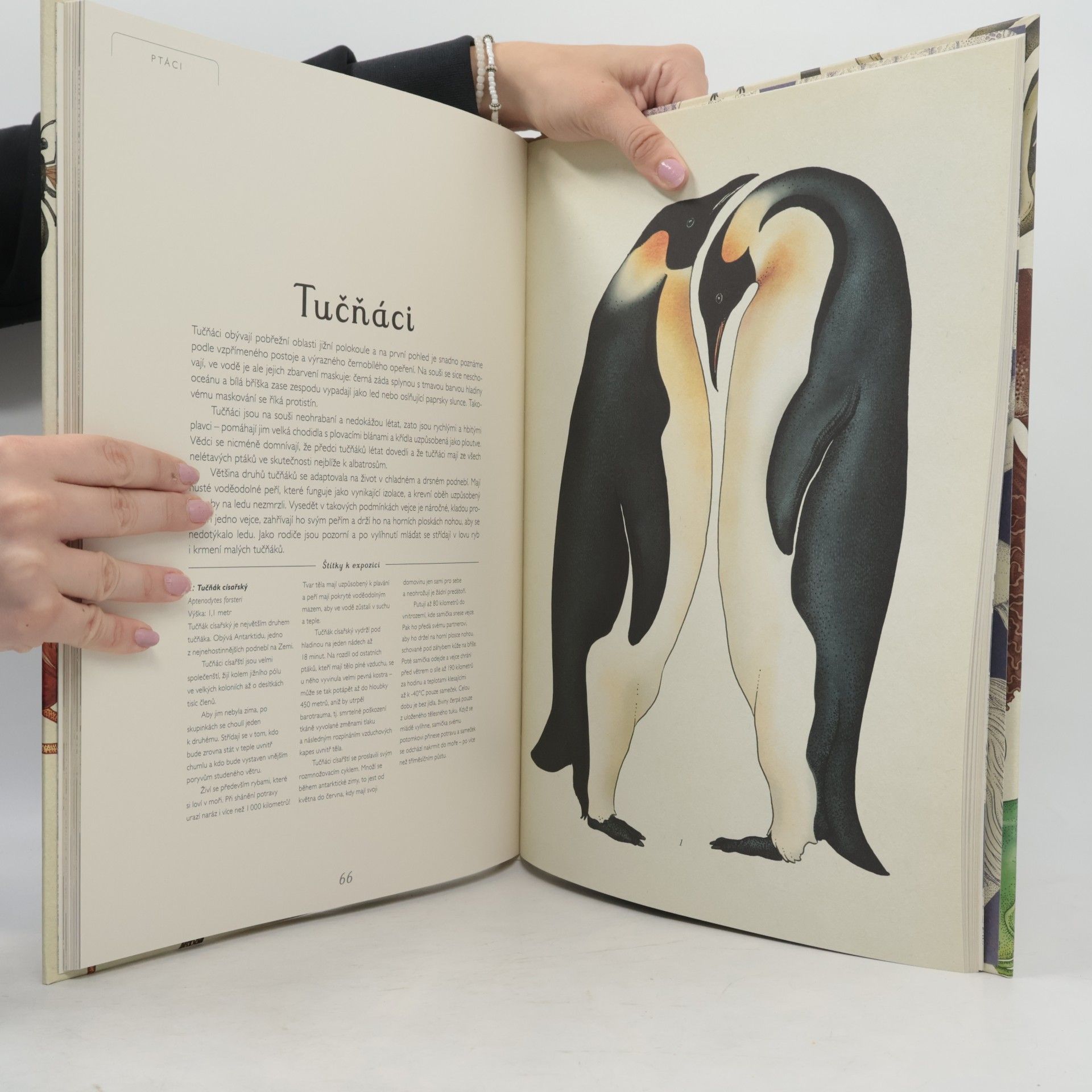Katie Scott Animalium