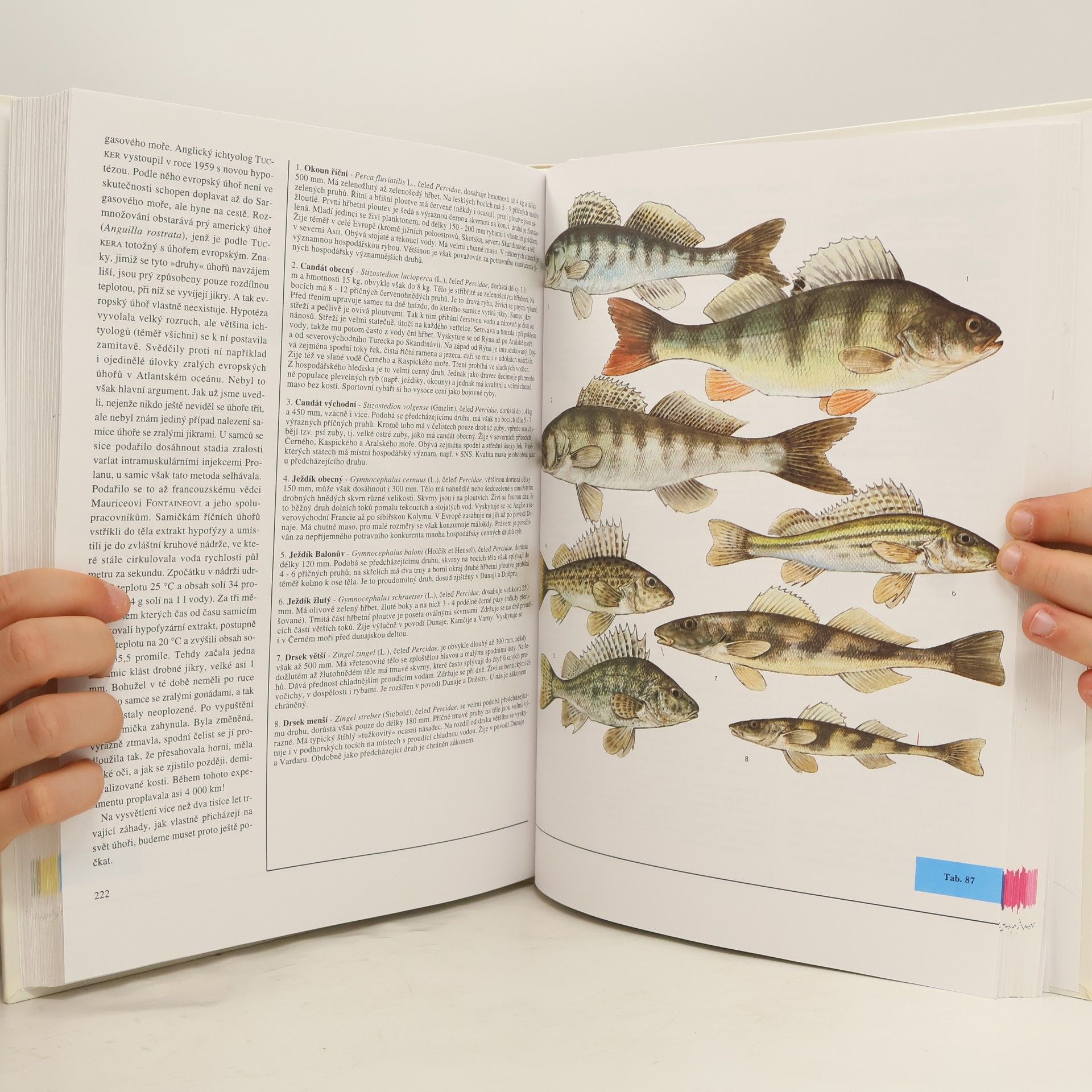 Autorenkollektiv Velká kniha živočichů. Hmyz, ryby, obojživelníci, plazi, ptáci, savci