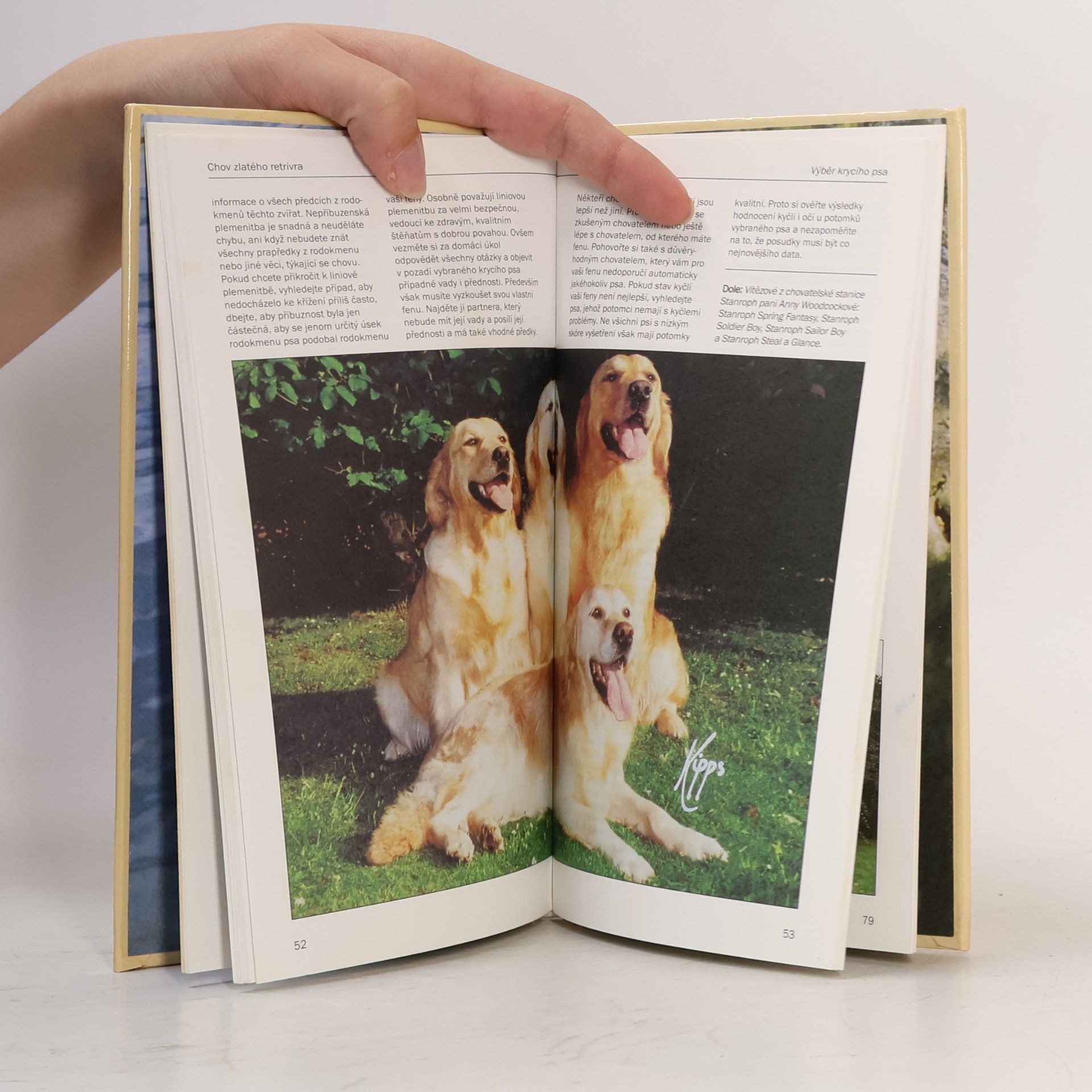 Marigold Timson Zlatý retriever