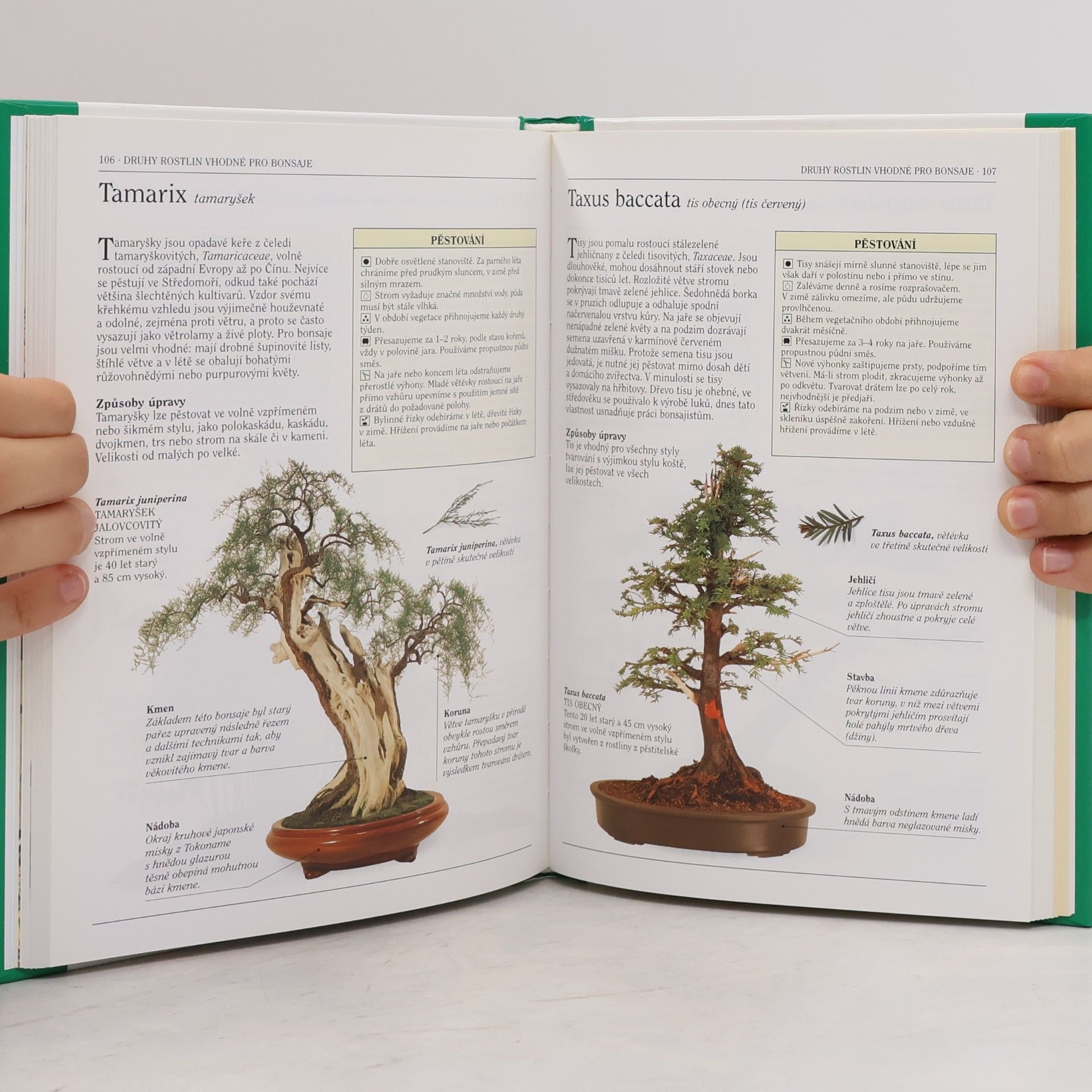 Dana Wiesnerová Bonsai. Praktická ilustrovaná příručka