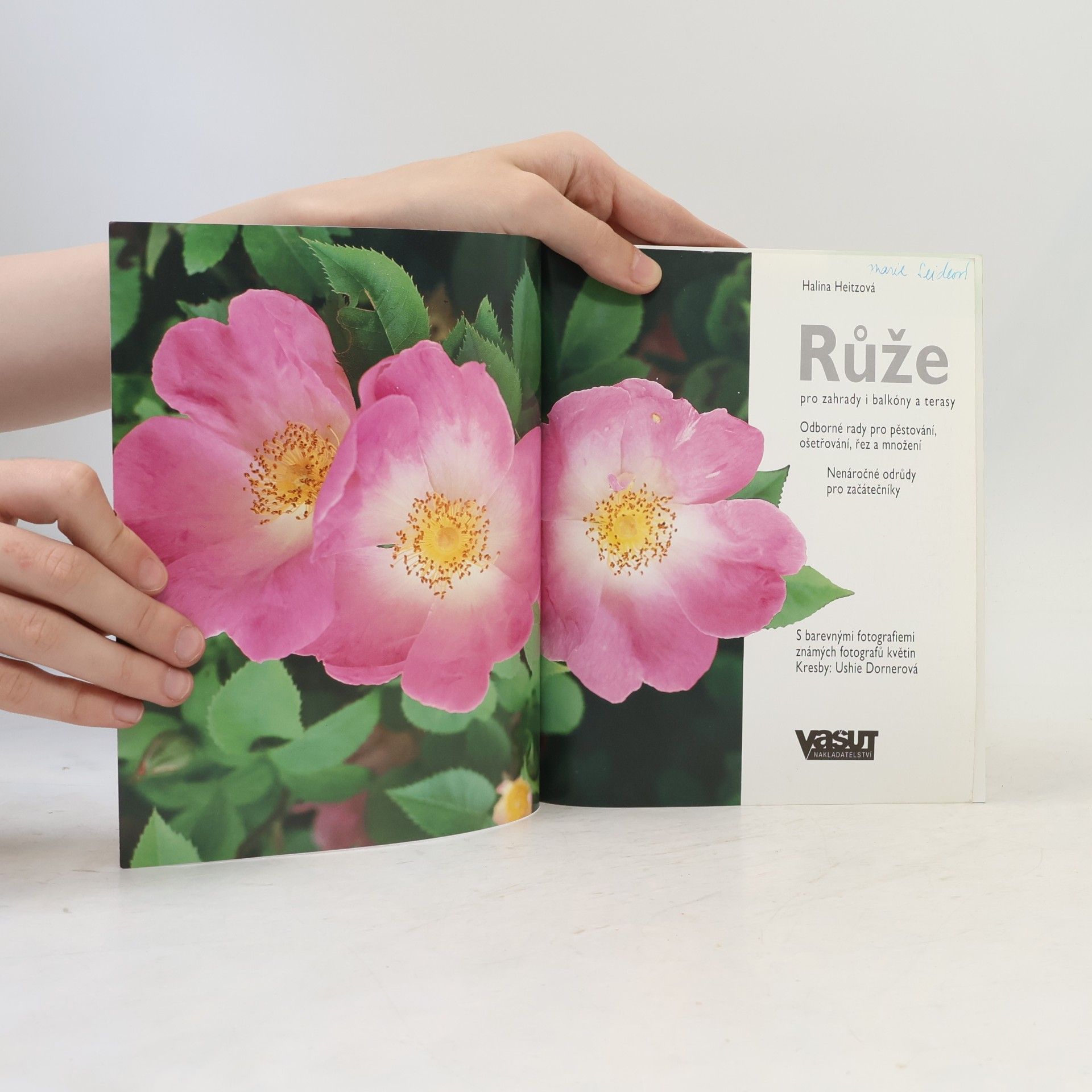 Halina Heitz Růže: Tak rostou a kvetou nejkrásněji
