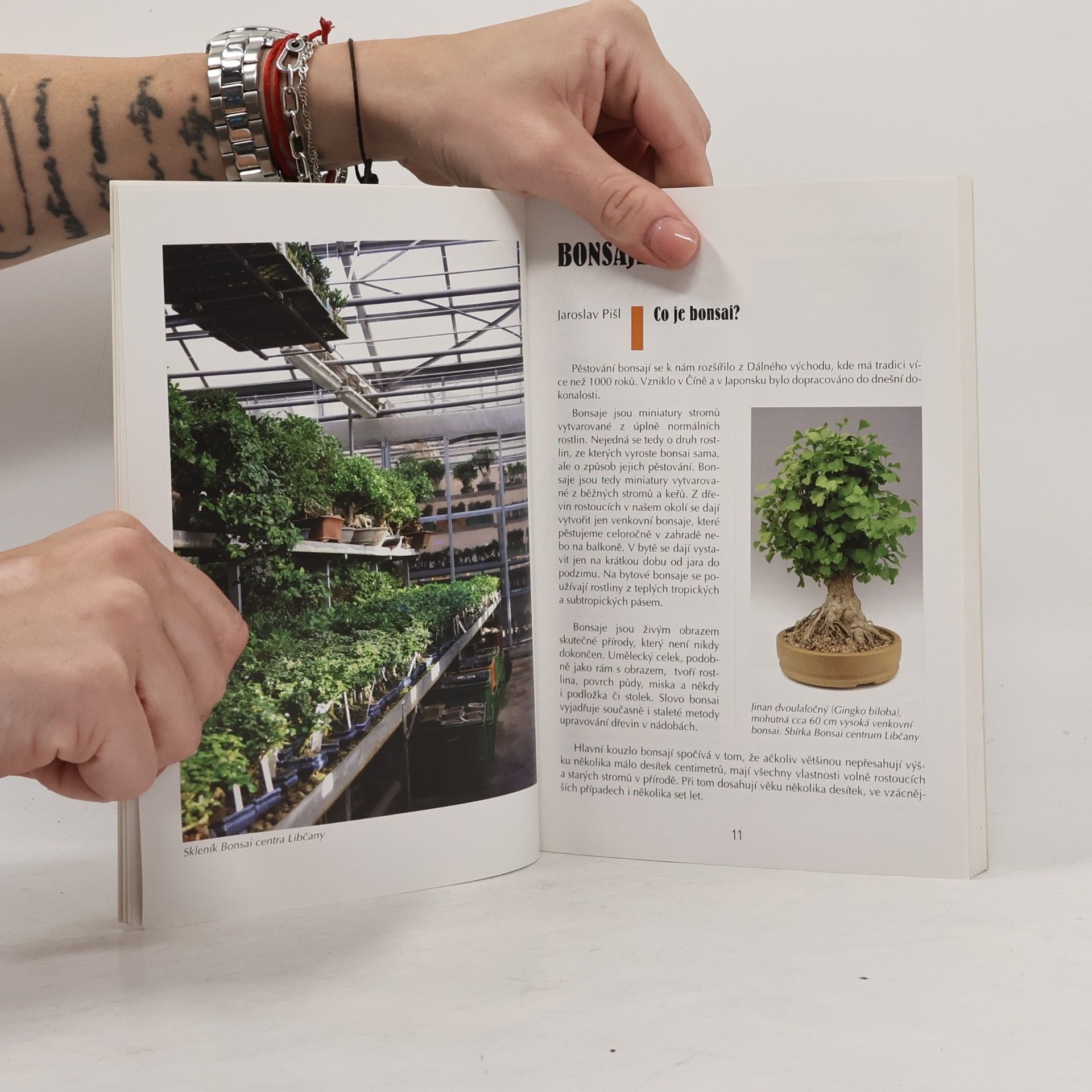 Jaroslav Pišl Bonsai nejen v paneláku