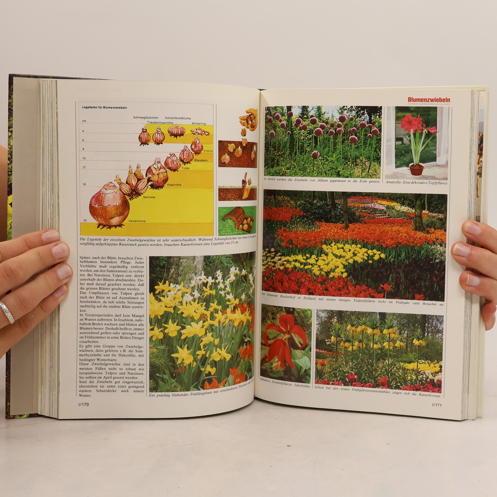 Autorenkollektiv Blumen & Garten 1. Das praktische Pflanzen-ABC