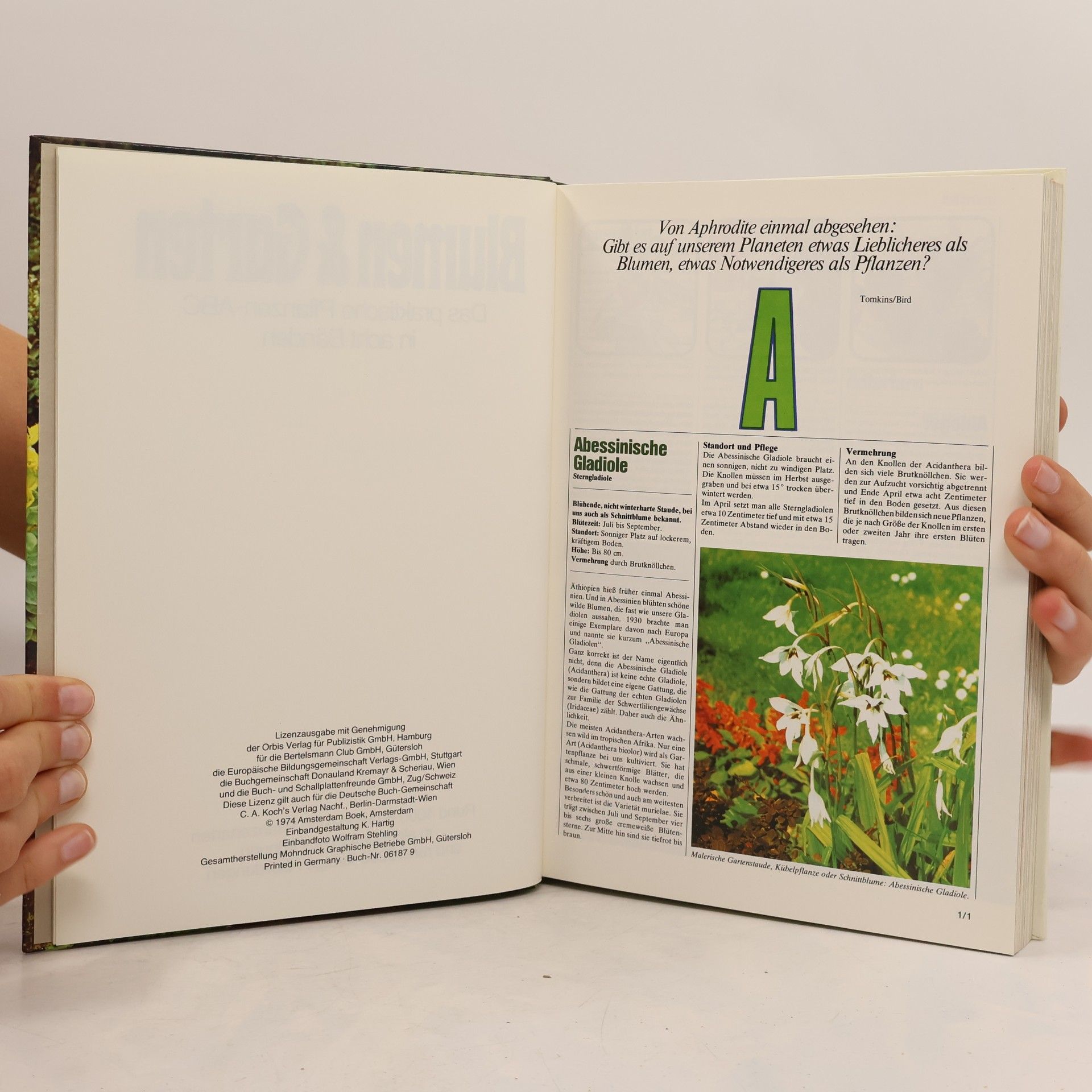 Autorenkollektiv Blumen & Garten 1. Das praktische Pflanzen-ABC