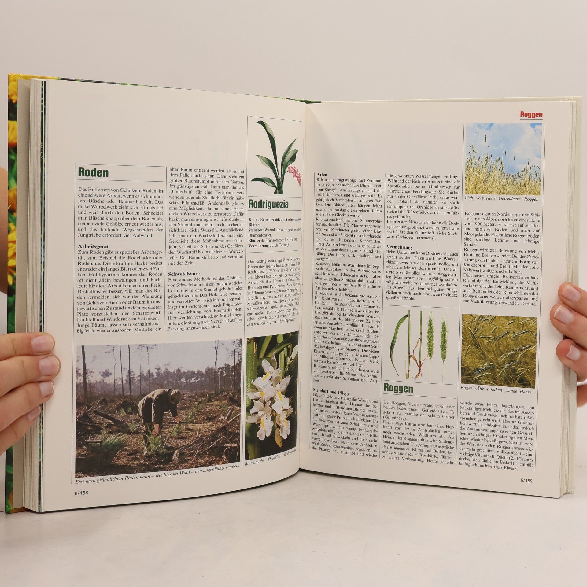 Autorenkollektiv Blumen & Garten 6