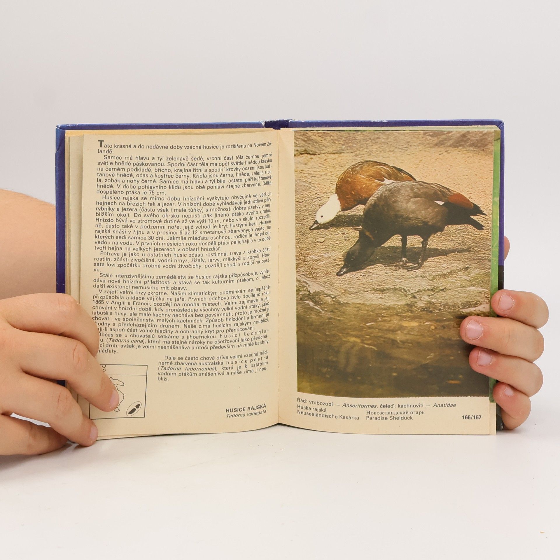 Zdeněk Veger Kapesní atlas okrasných ptáků