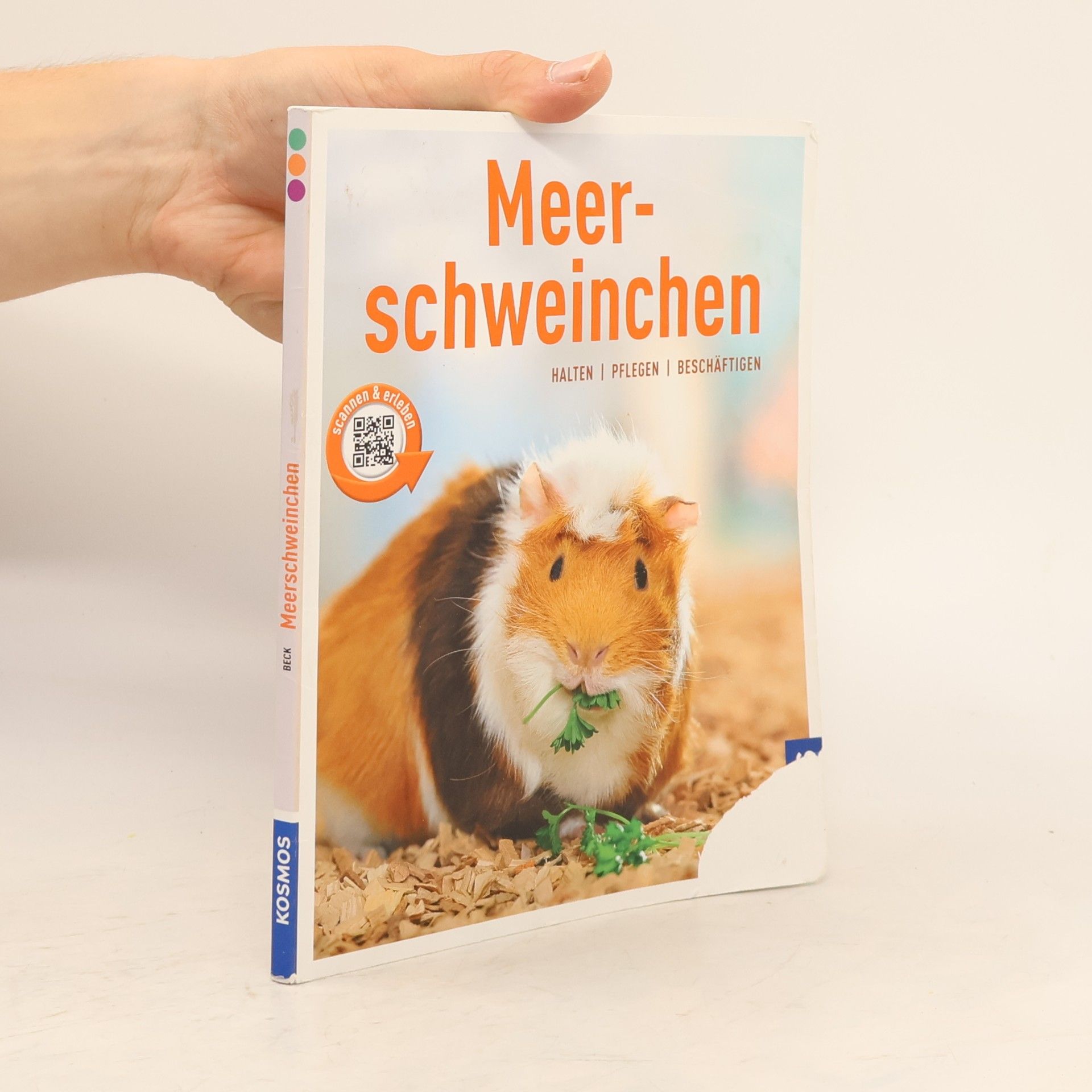 Angela Beck Meerschweinchen