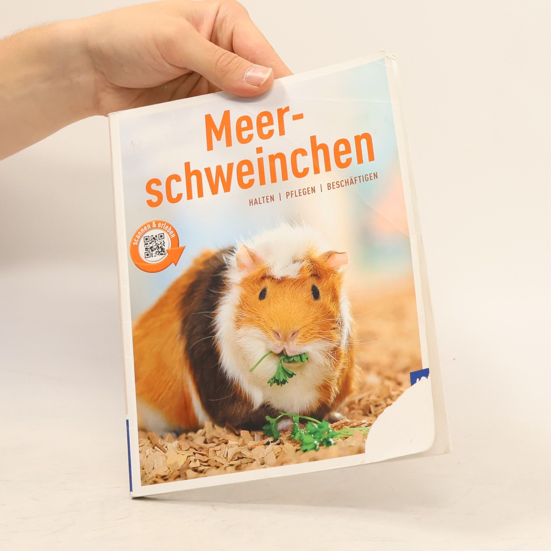 Angela Beck Meerschweinchen
