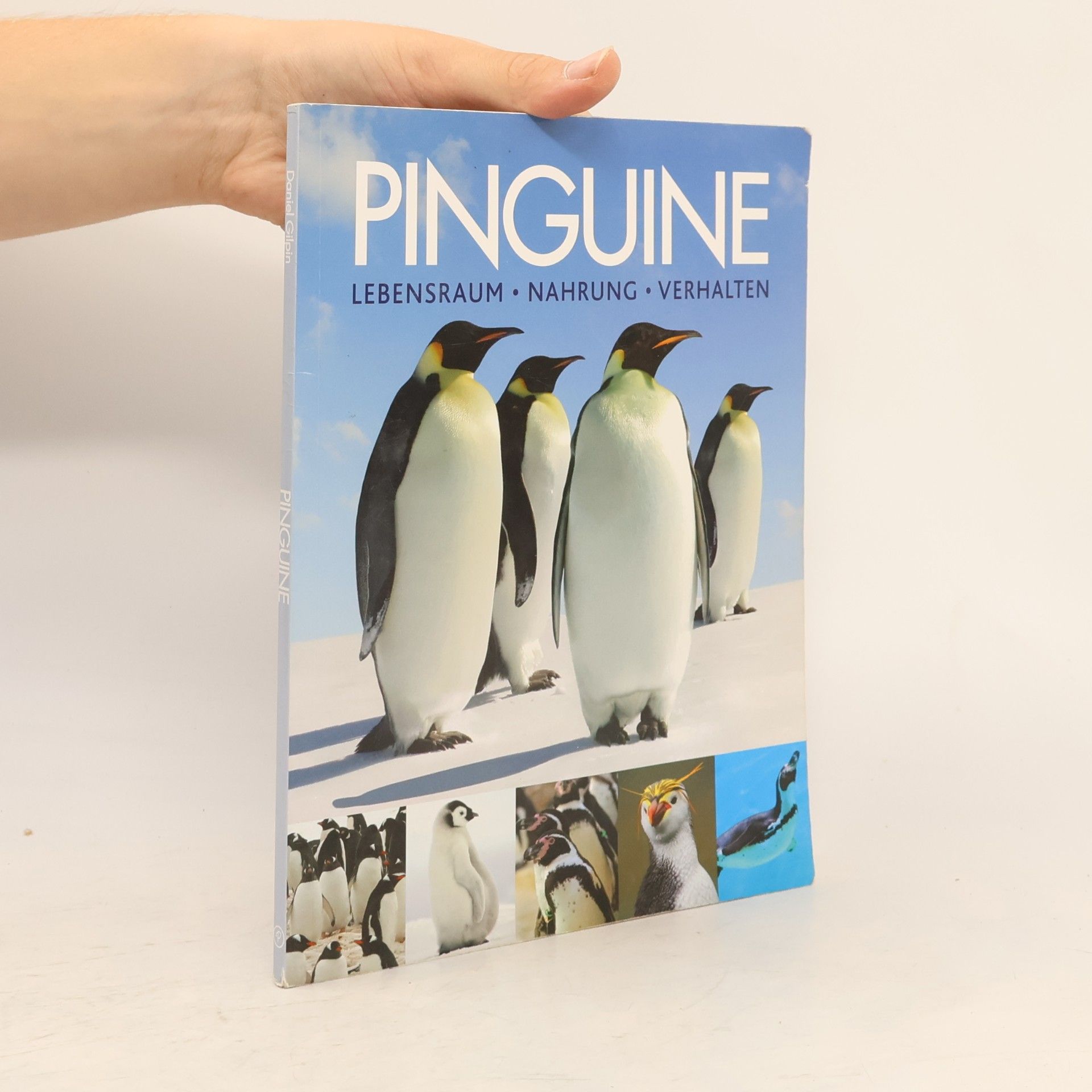 Daniel Gilpin Pinguine