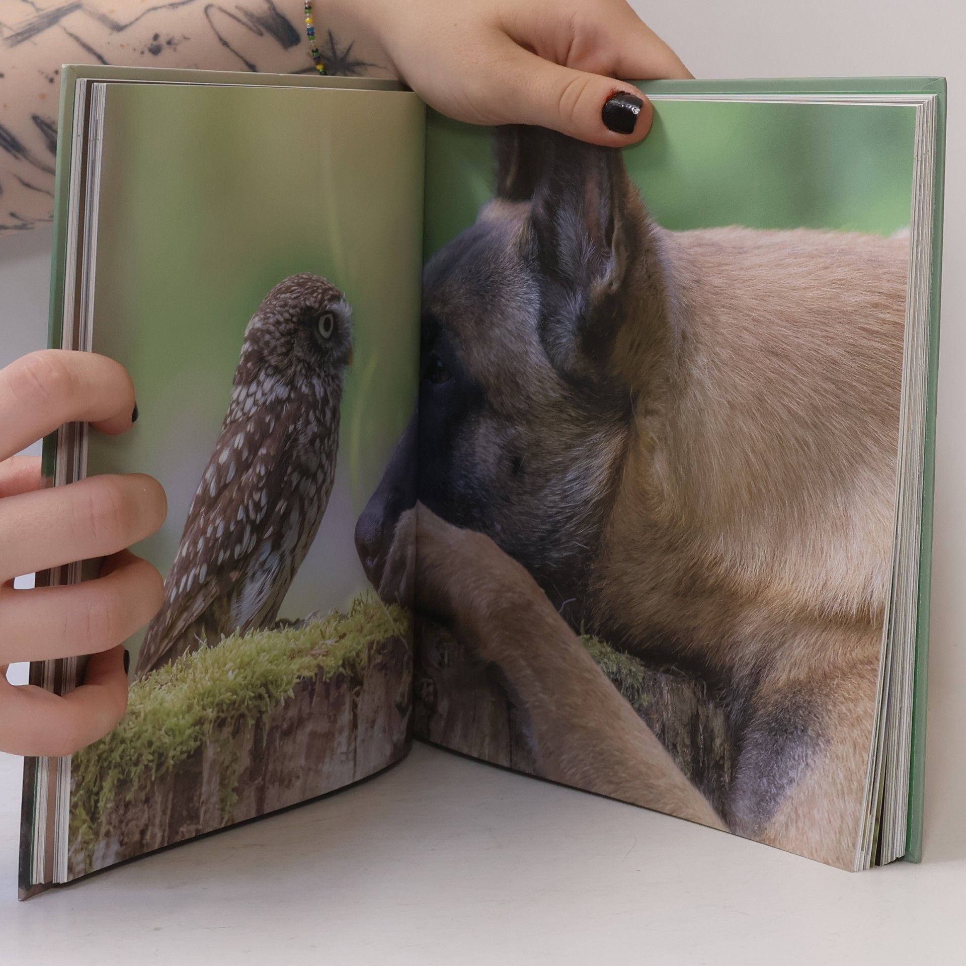 Tanja Brandt Wo die Liebe hinfliegt