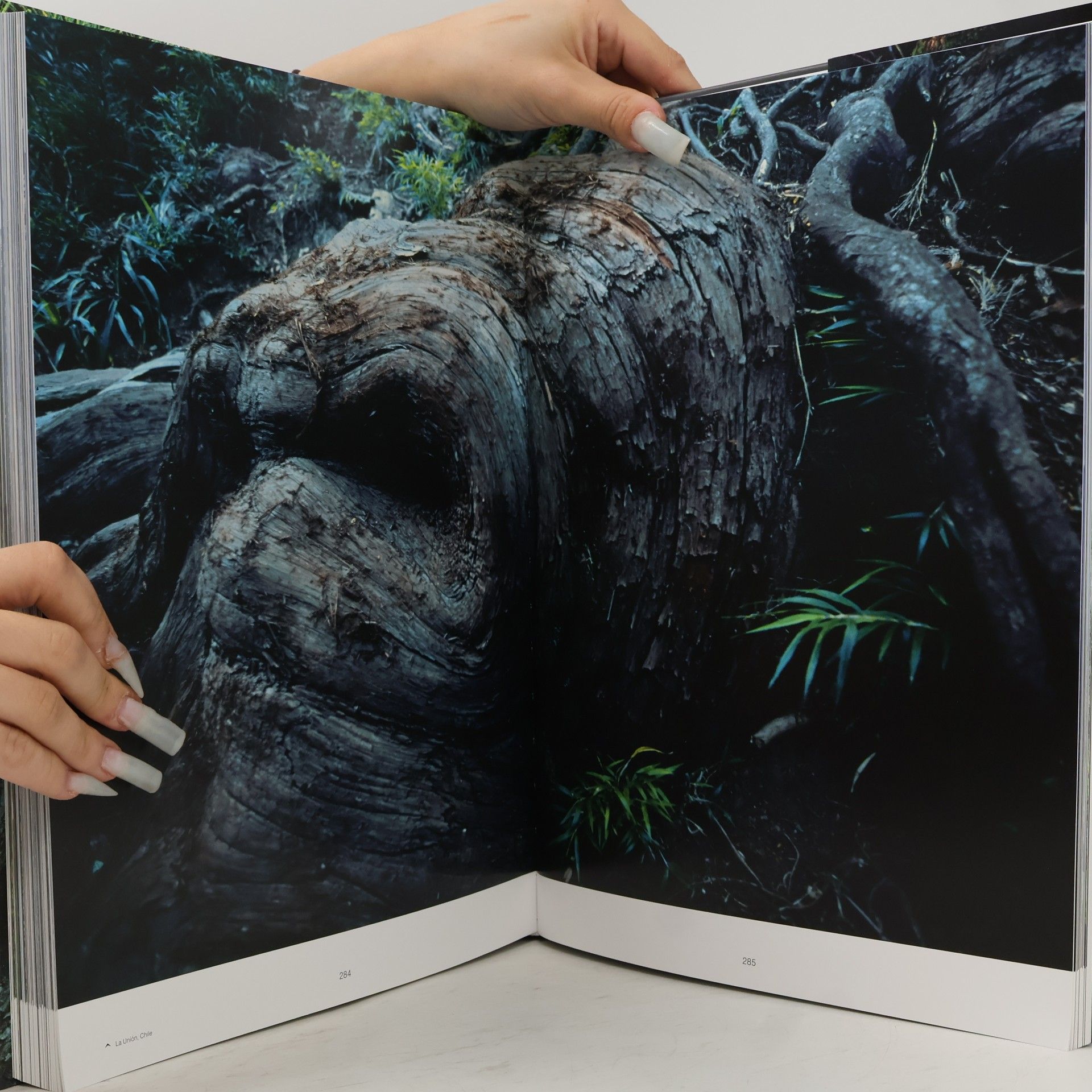Tomáš Míček Trees of the World: Bäume der Welt / Árboles del Mundo