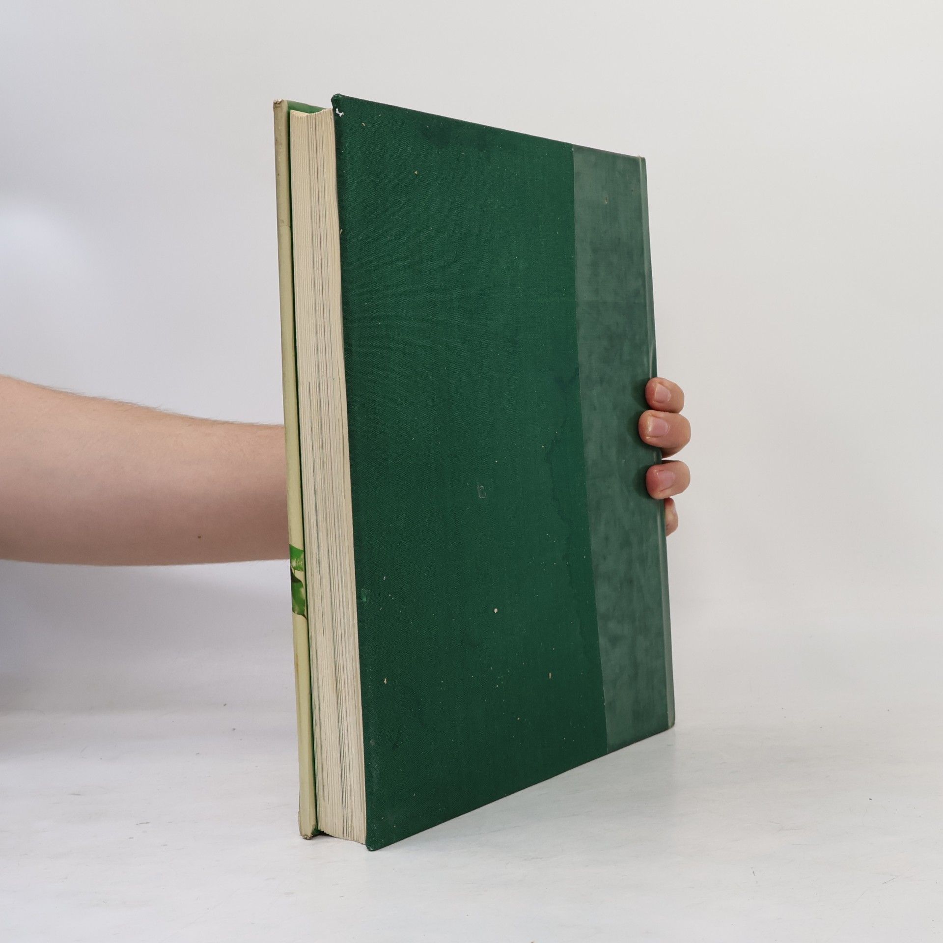 Rob Hewig Das praktische Handbuch der Zimmerpflanzen