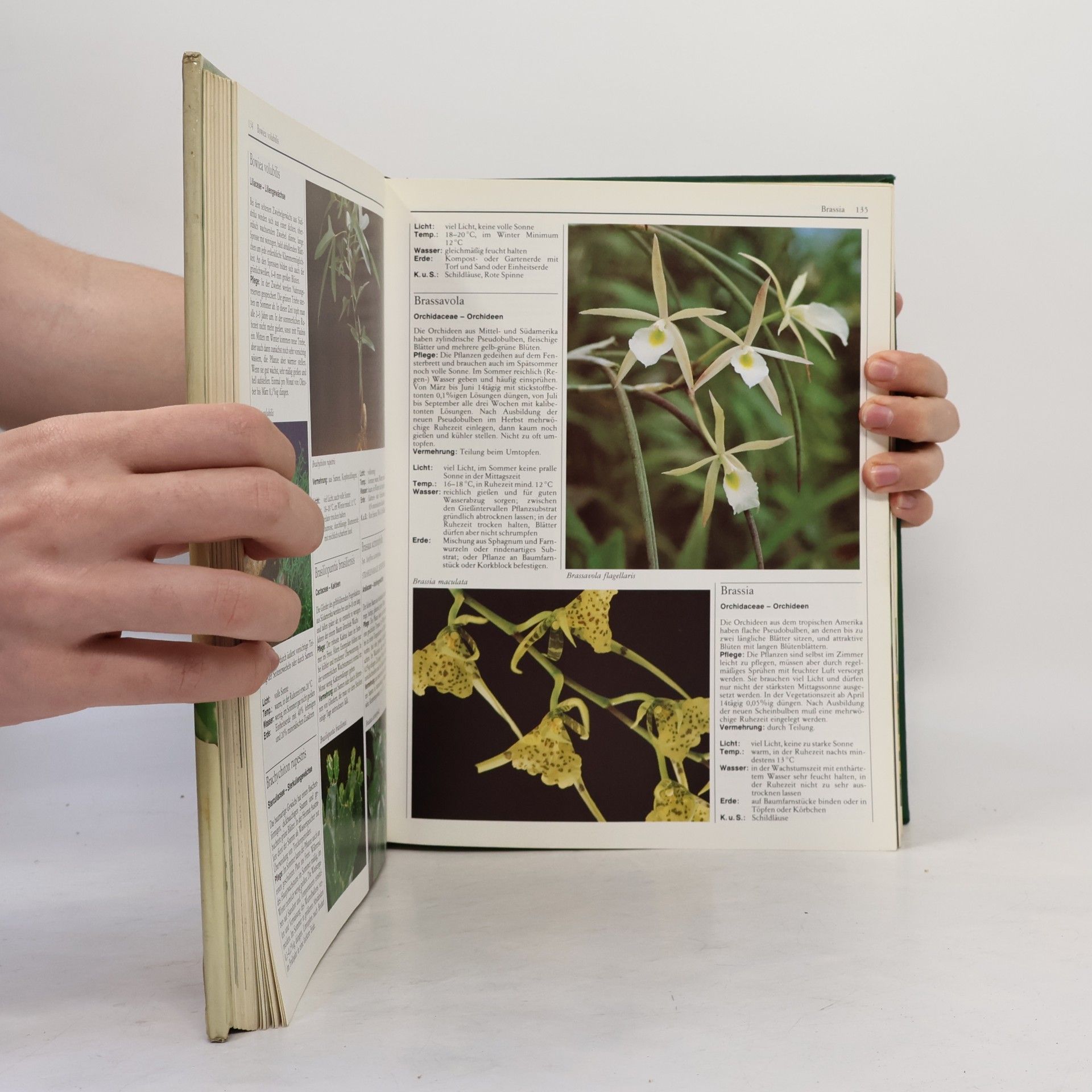 Rob Hewig Das praktische Handbuch der Zimmerpflanzen
