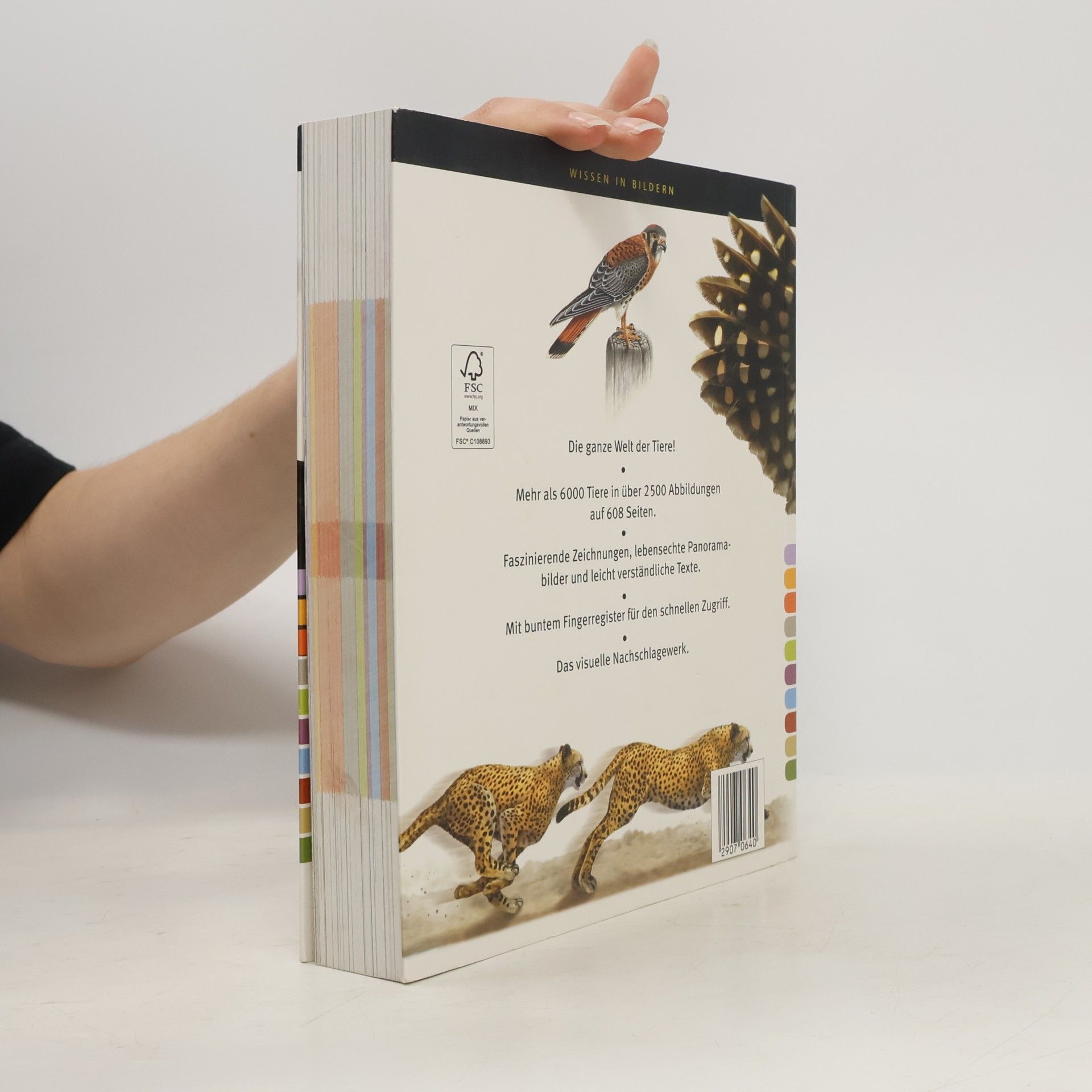 Autorenkollektiv Mein Bildlexikon Tiere