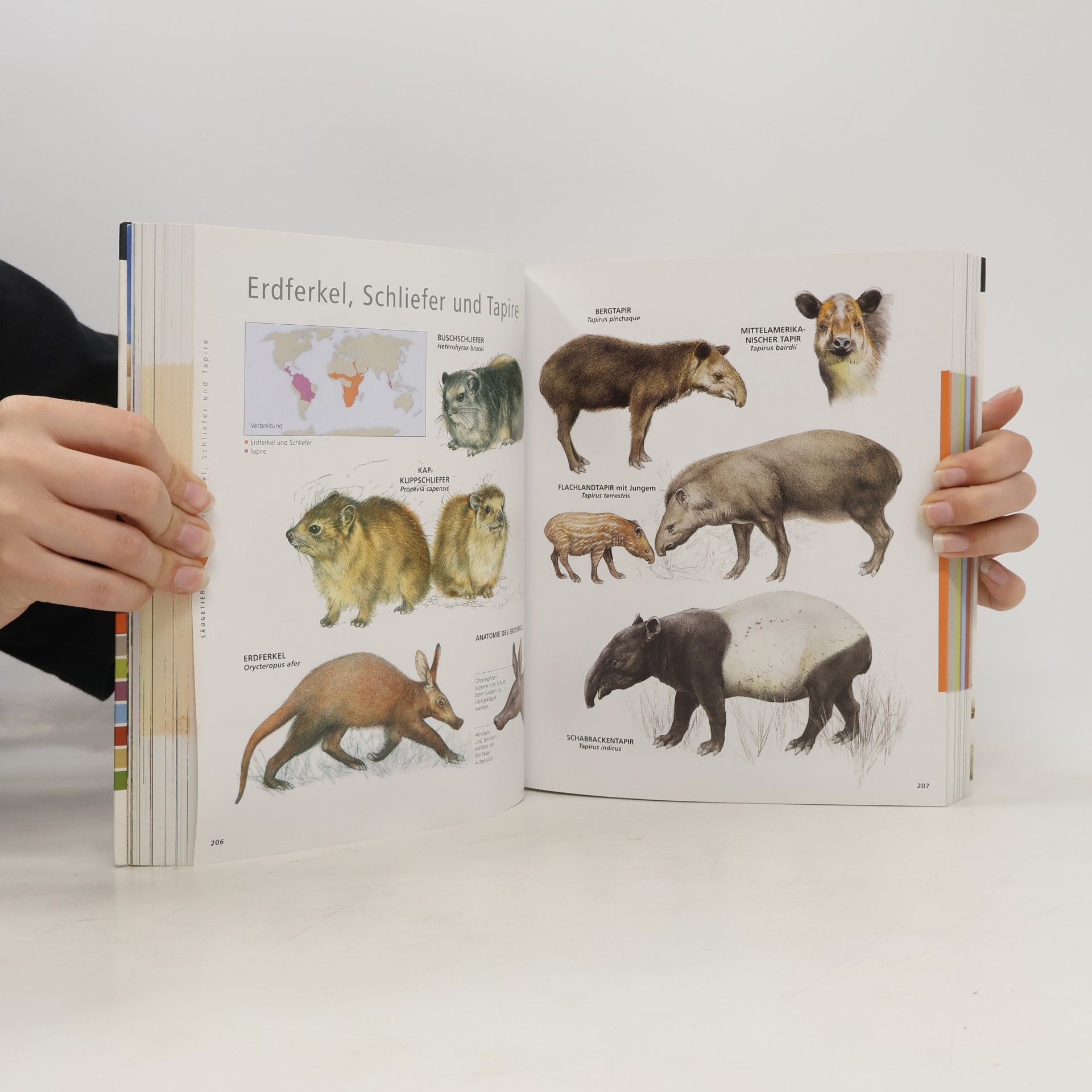 Autorenkollektiv Mein Bildlexikon Tiere