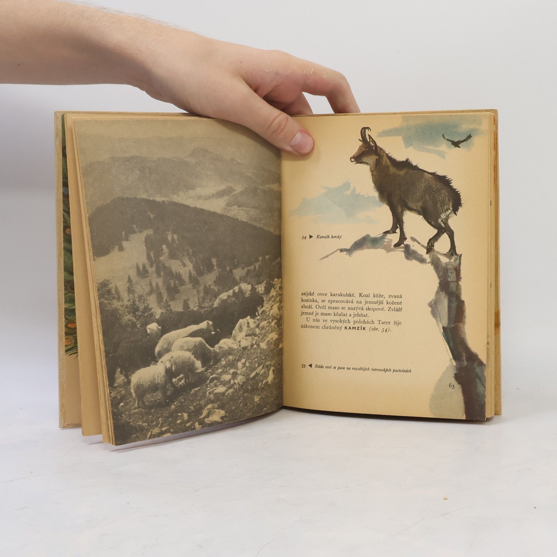 Jindřich Roubal Zoologie 6