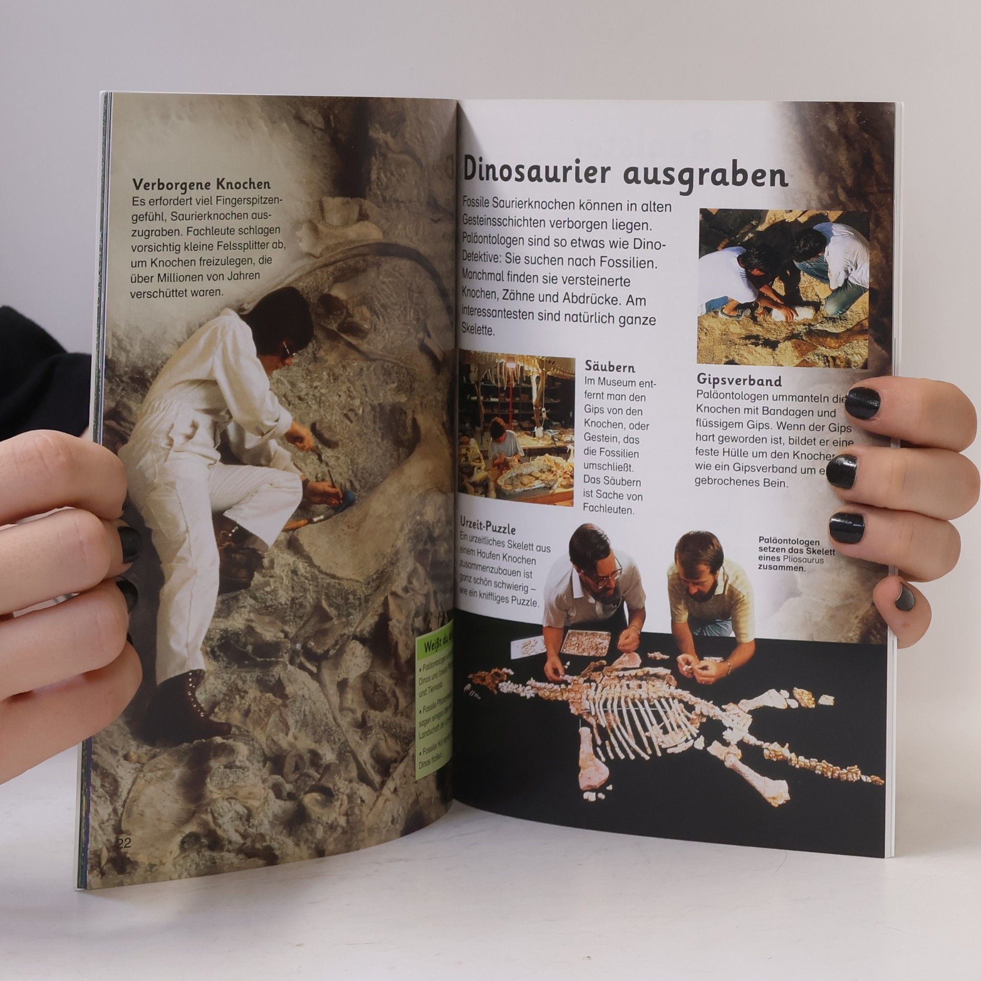 Angelika Sust Dinosaurier