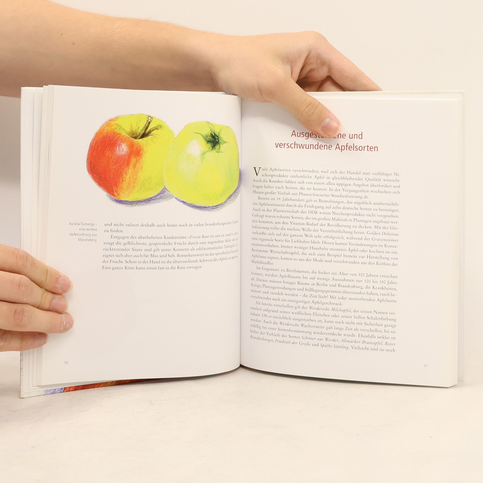 Caty Schernus Das Apfelbuch Berlin-Brandenburg