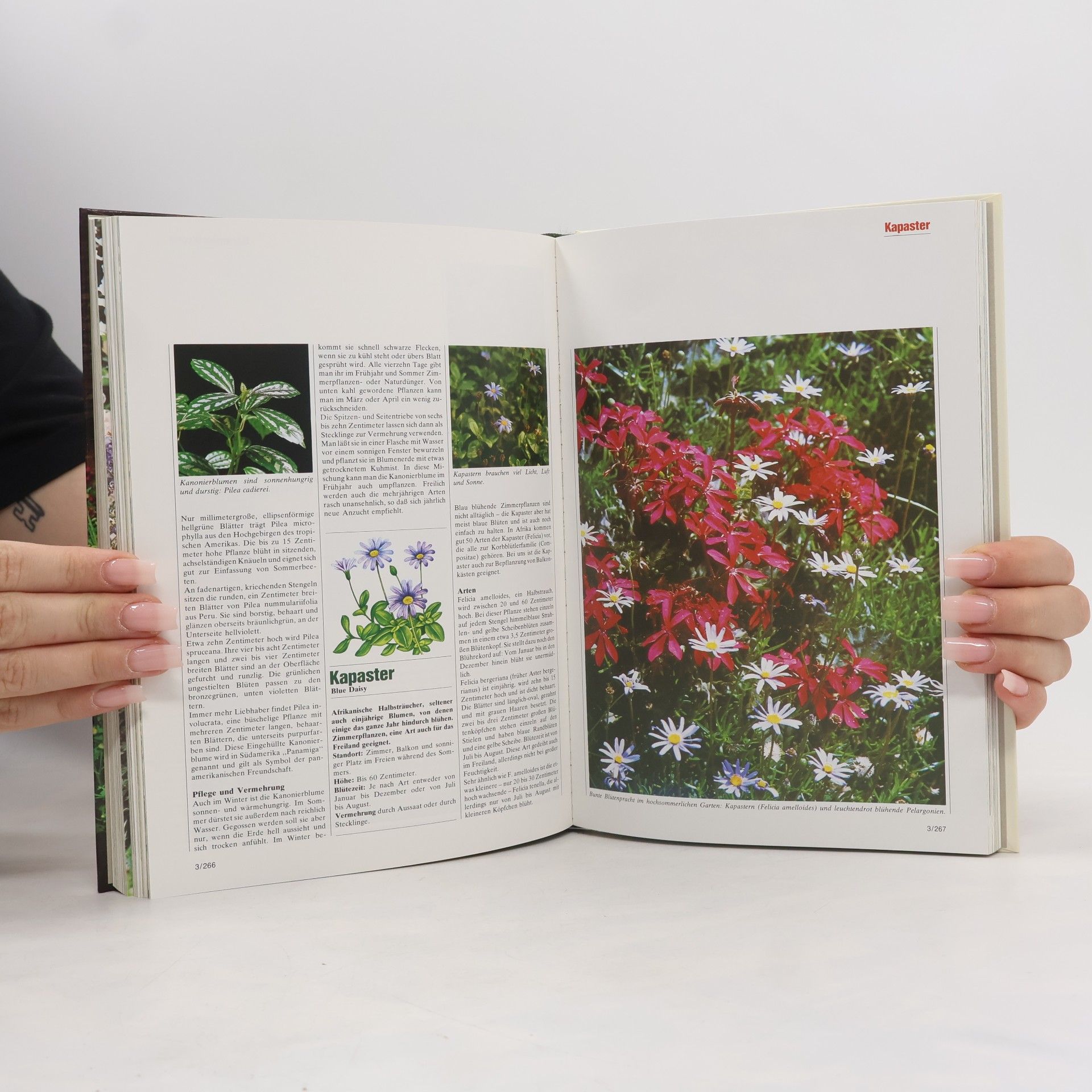kolektiv Blumen und Garten. Das praktische Pflanzen ABC 3