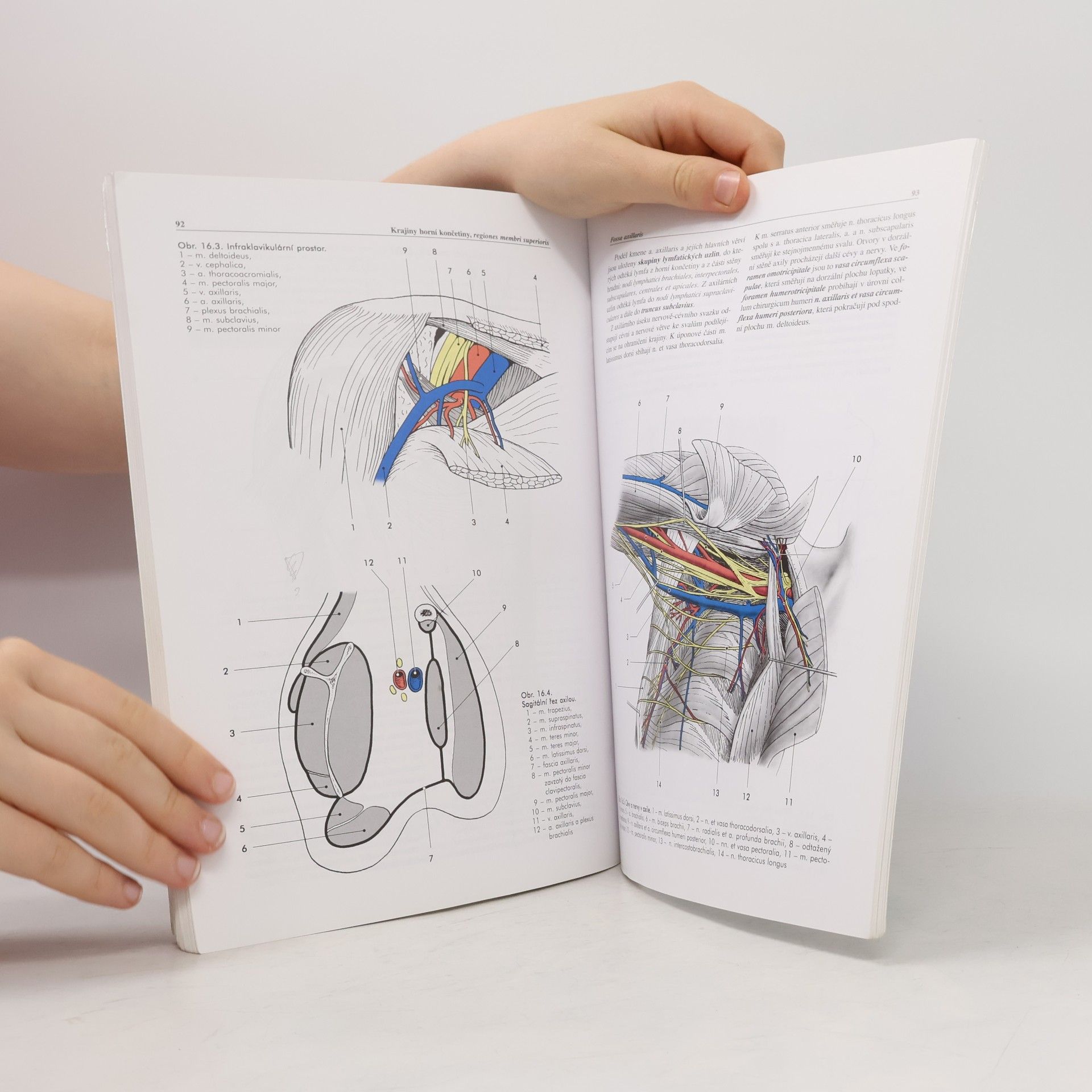 Miloš Grim Základy anatomie. 5., Anatomie krajin těla