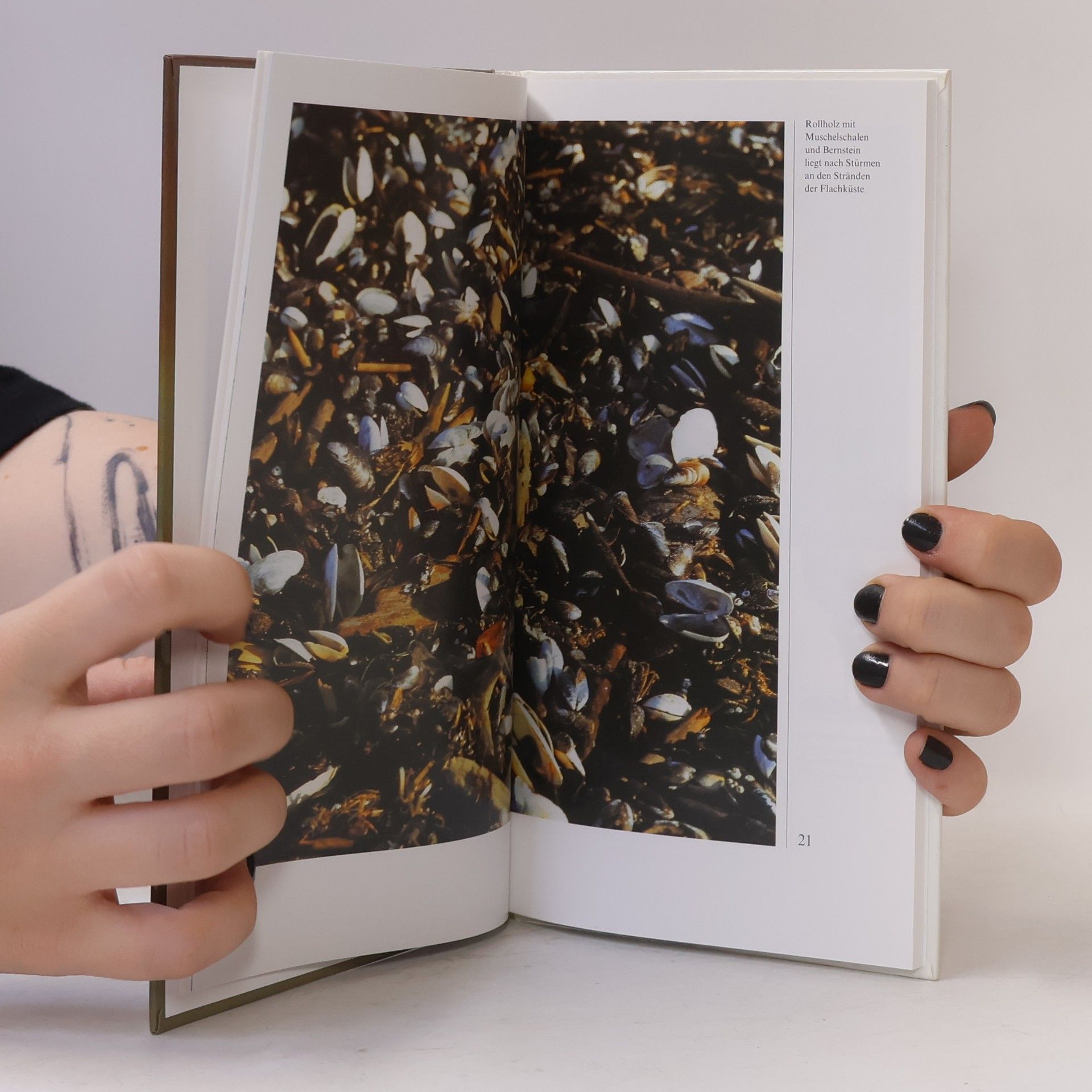 Rolf Reinicke Bernstein, Gold des Meeres