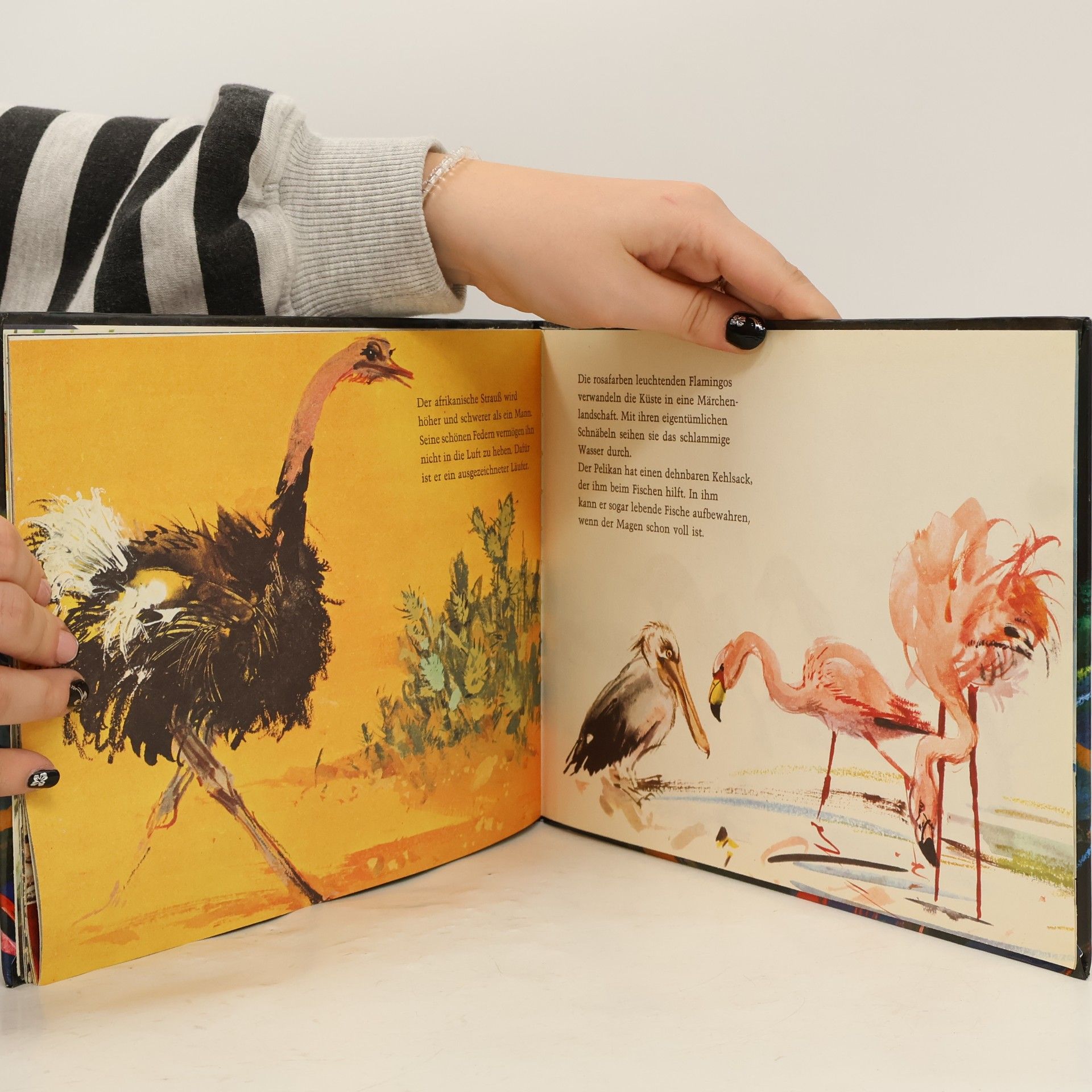 Various authors Vögel