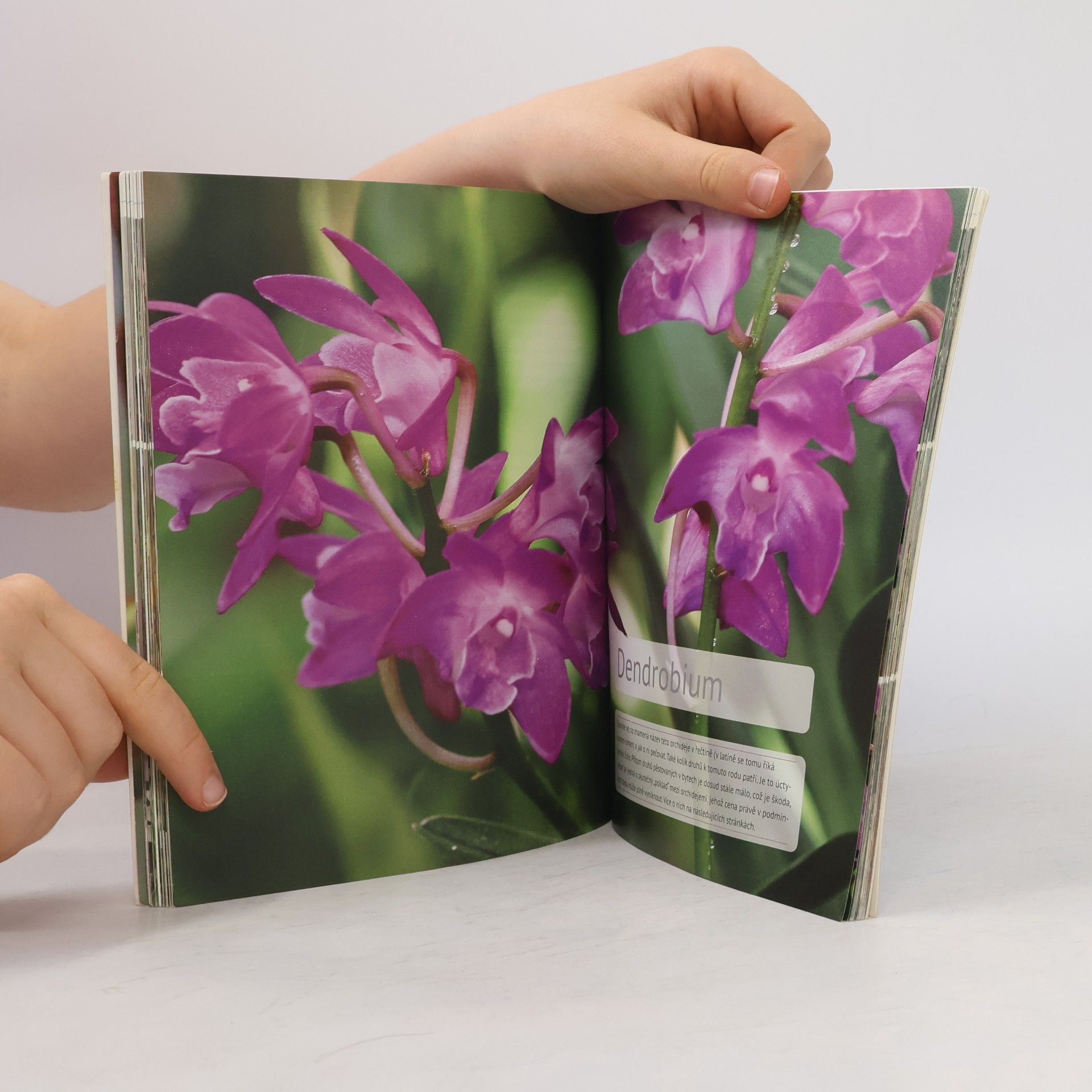 Jörn Pinske Jak pečovat o své orchideje