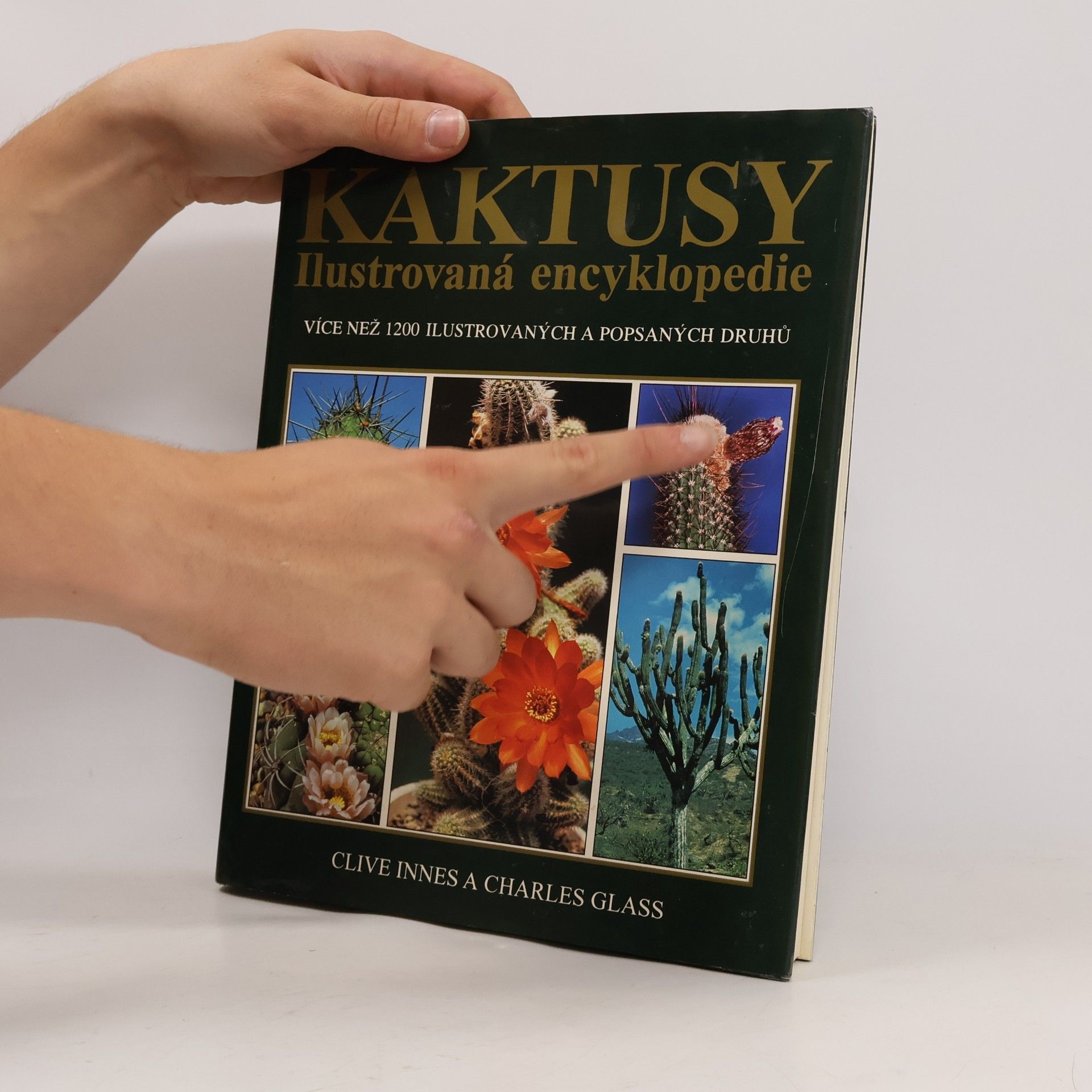Clive Innes Kaktusy