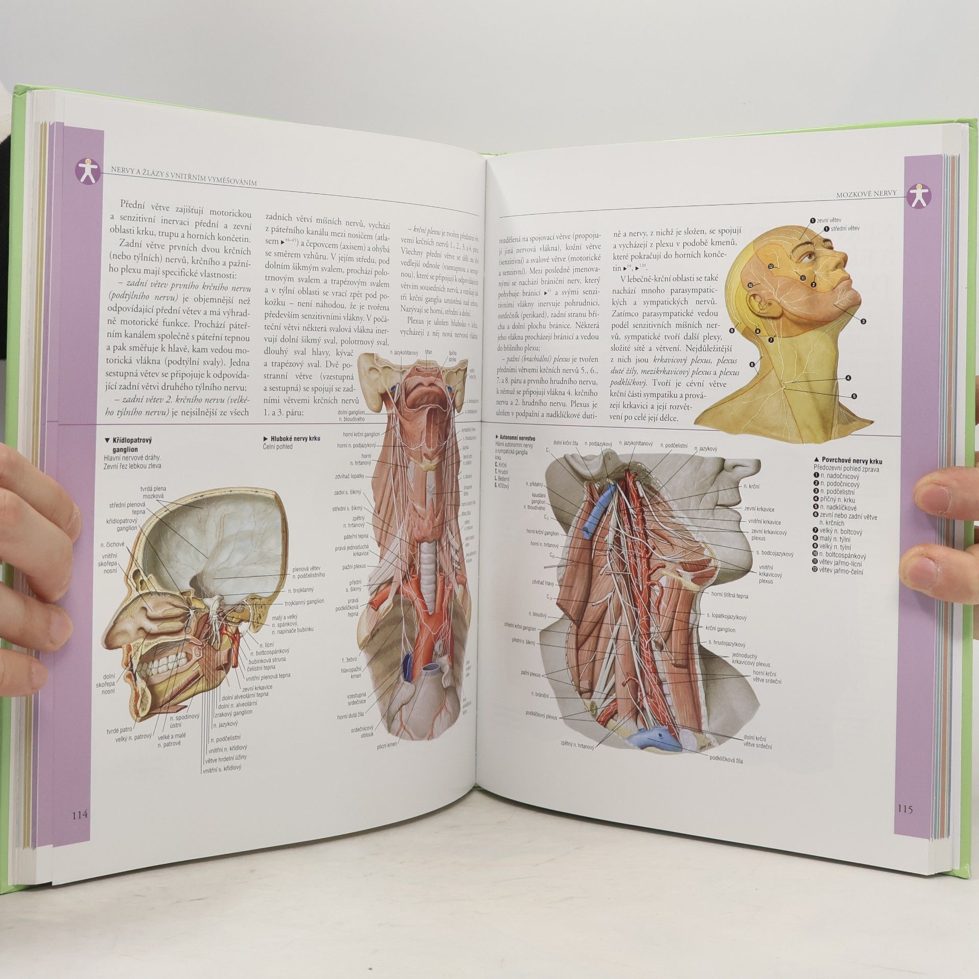 Adriana Rigutti Ilustrovaný atlas anatomie