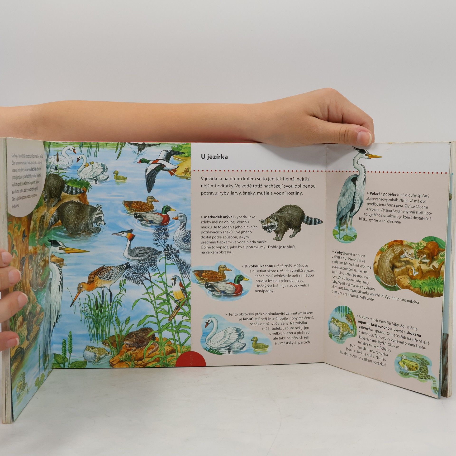 Anne Suess Meine kunterbunte Tierwelt