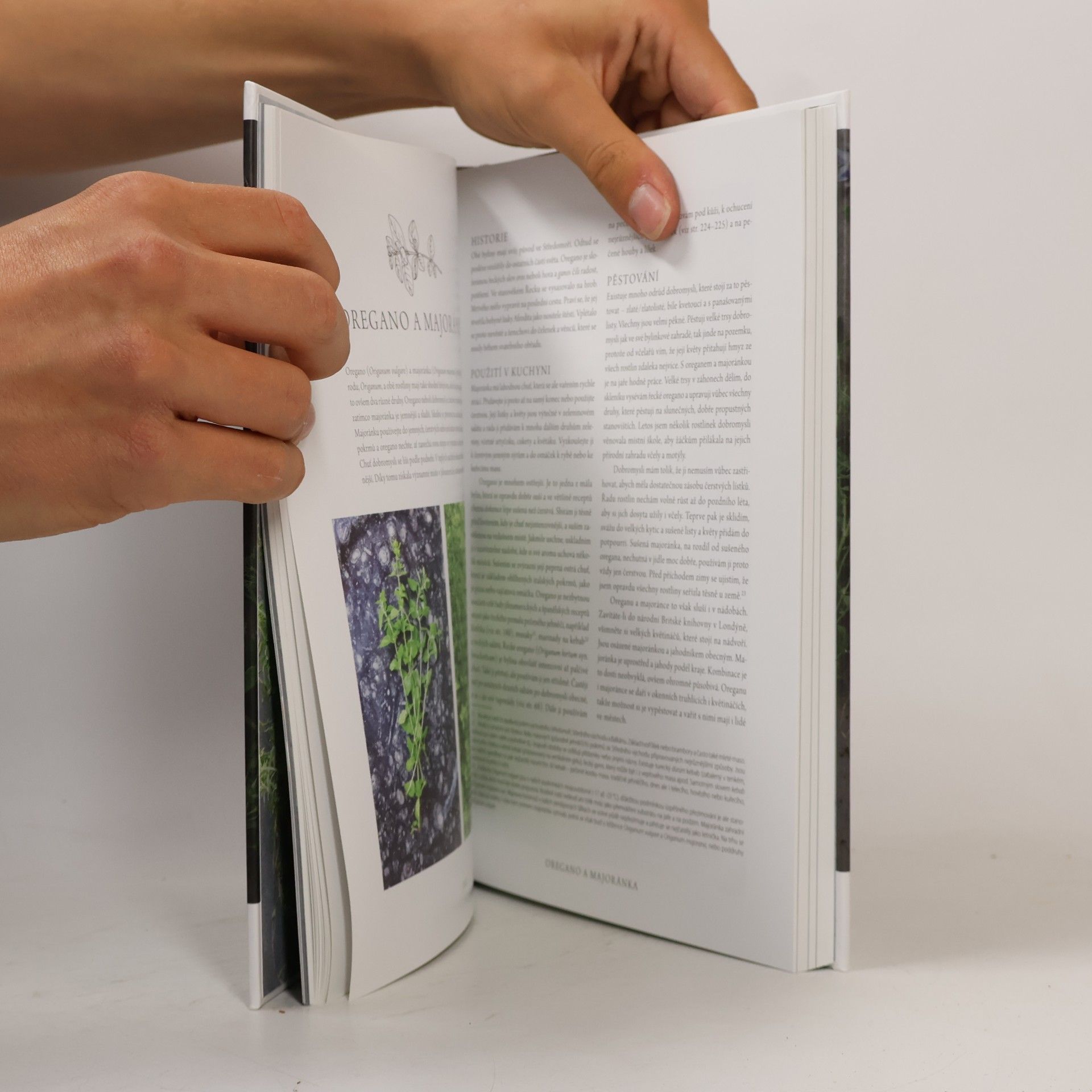 Judith Hann Bylinky: Lahodné recepty a pěstitelské rady