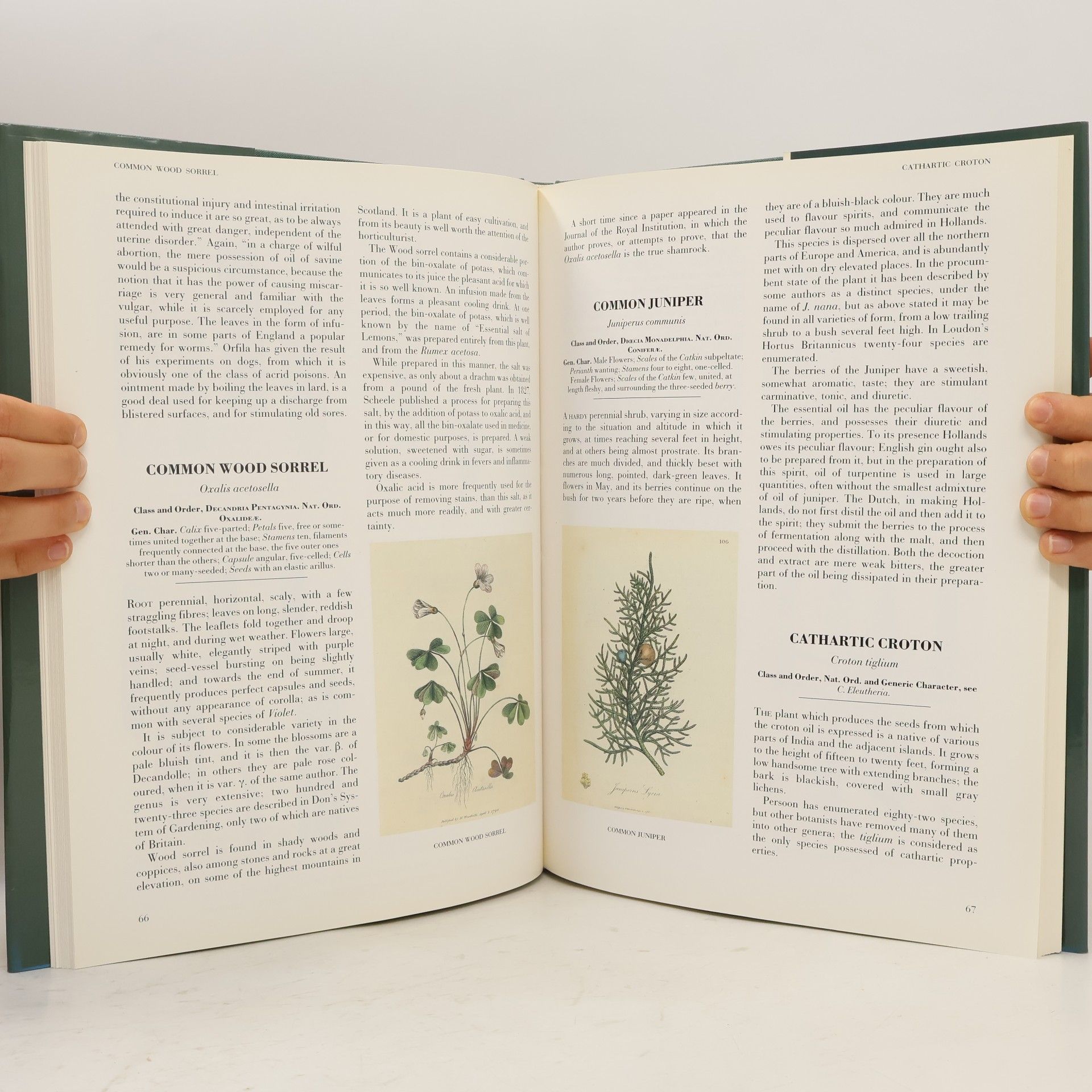George Graves Medicinal Plants