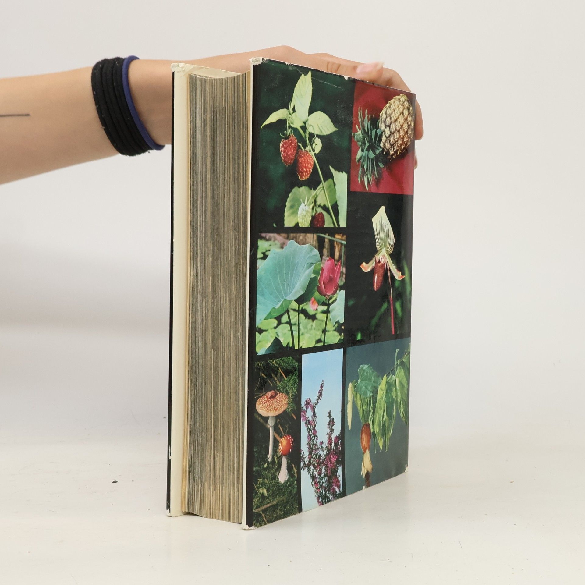 František Antonín Novák Pictorial Encyclopedia of Plants and Flowers