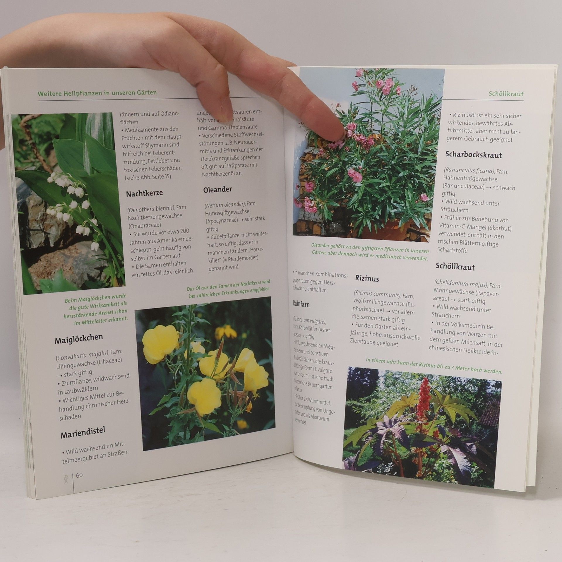 Eleonore Hohenberger Heilkräftige Pflanzen aus dem eigenen Garten