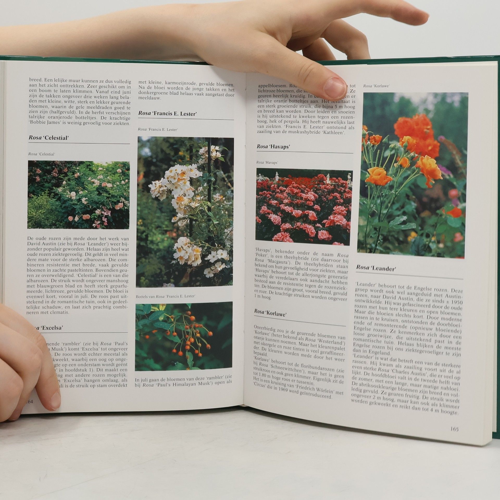 Nico Vermeulen Bomen- en struiken encyclopedie