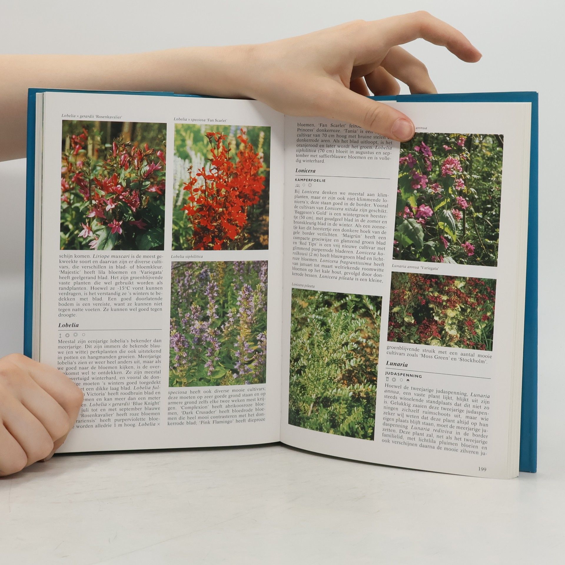 Hanneke van Dijk Geillustreerde borderplanten encyclopedie